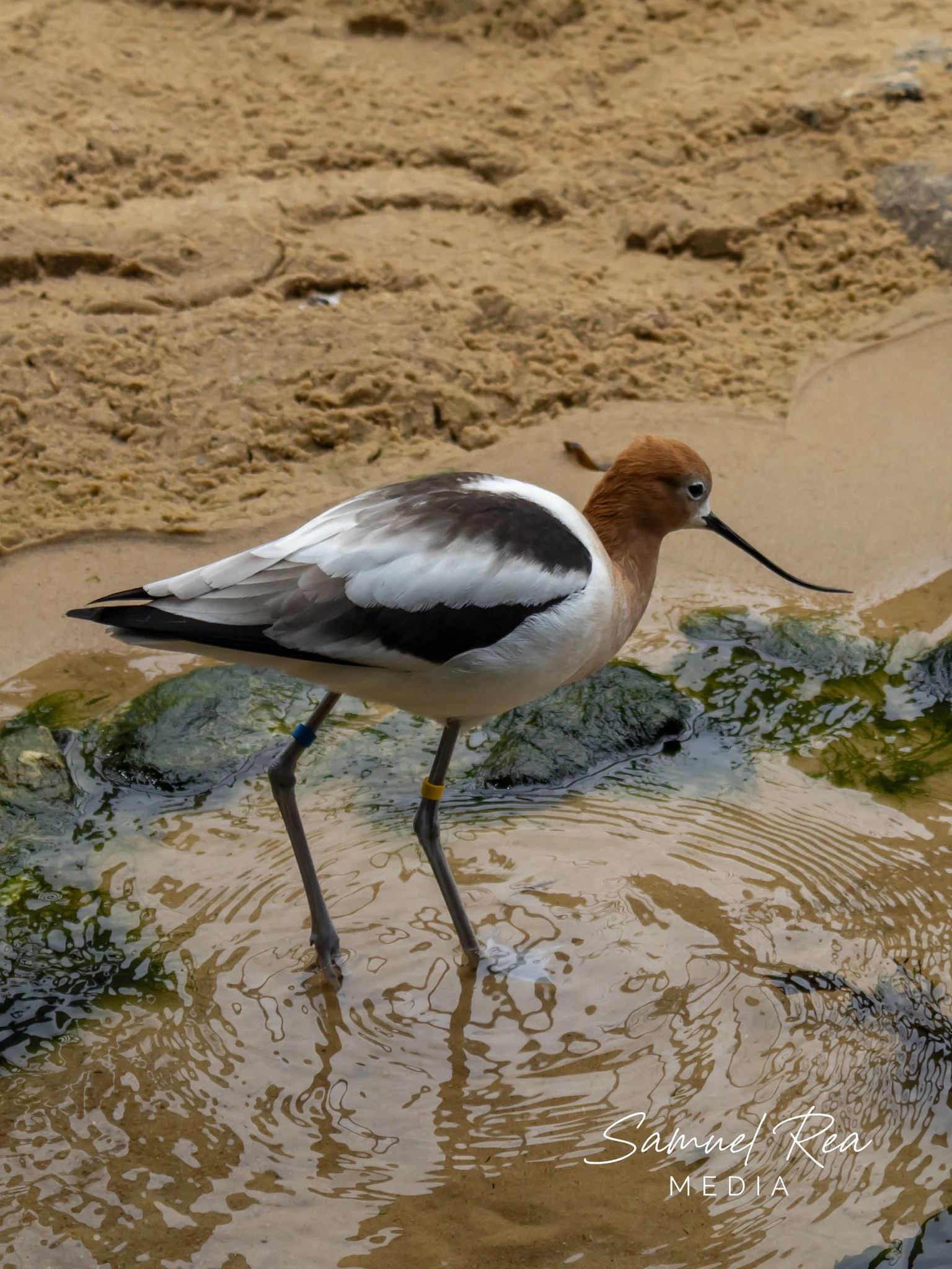 A Marbled Telephoto stilt bird standing in muddy water near the shore, with a sandy background and some green algae on the water surface.
