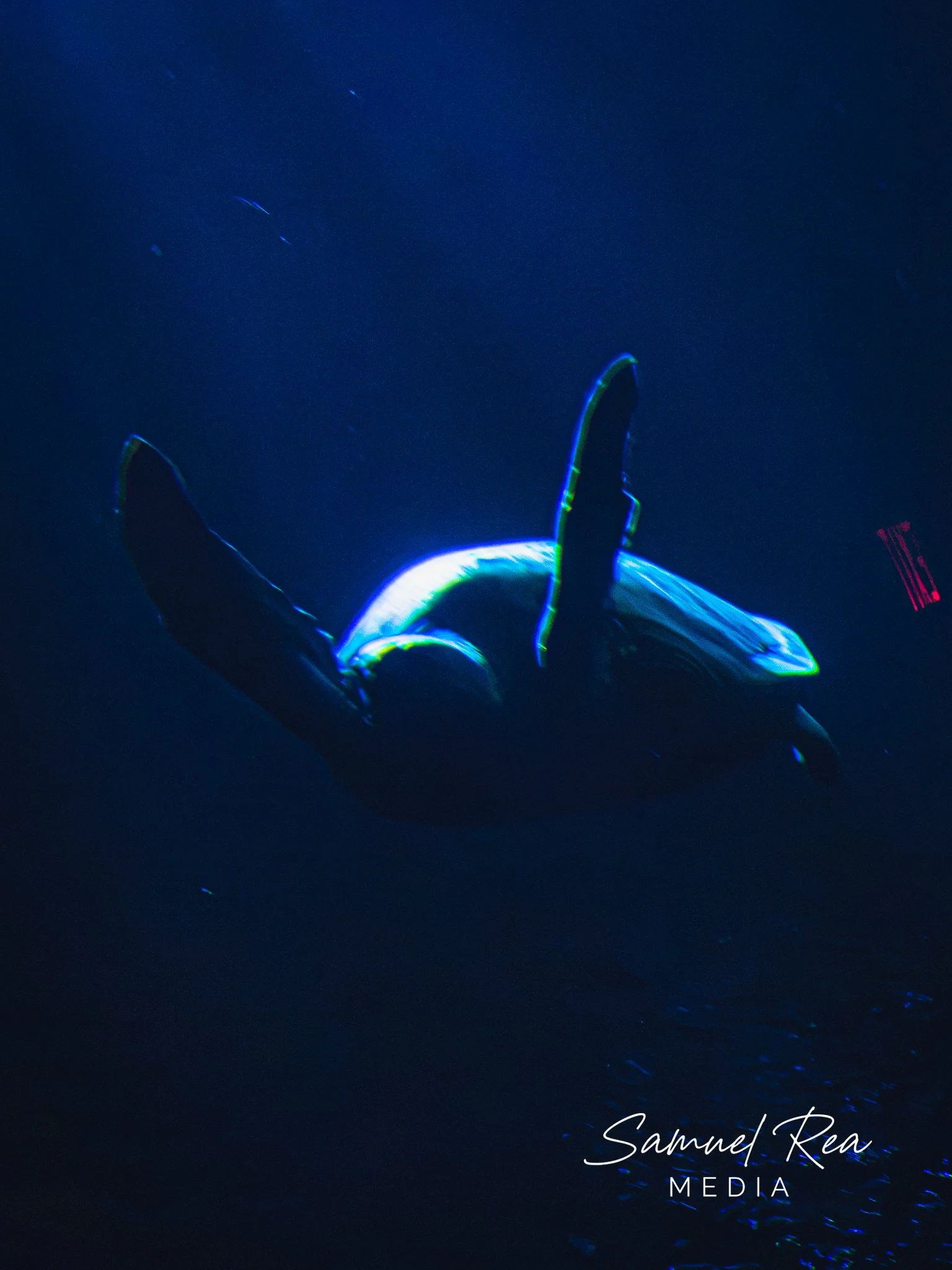 Underwater photo of a shark swimming in dark blue water, with light reflecting off the shark's body, and the text "Samuel Rea MEDIA" written in white in the bottom right corner.