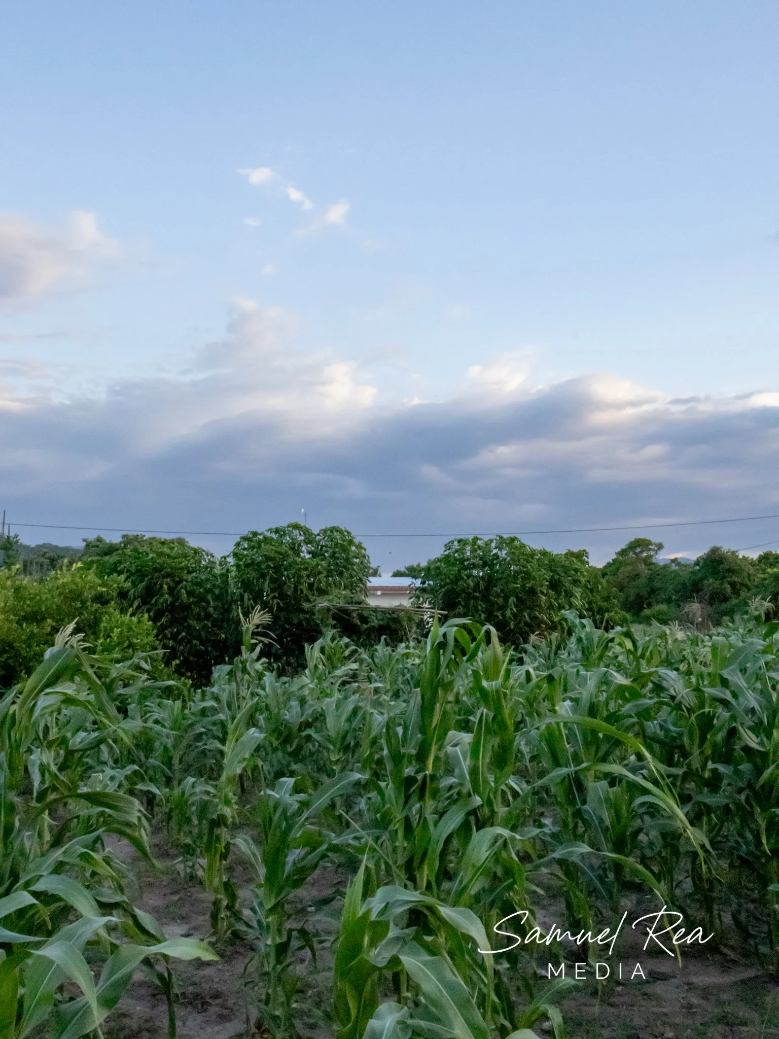 A lush green field of corn plants under a partly cloudy sky during daytime.