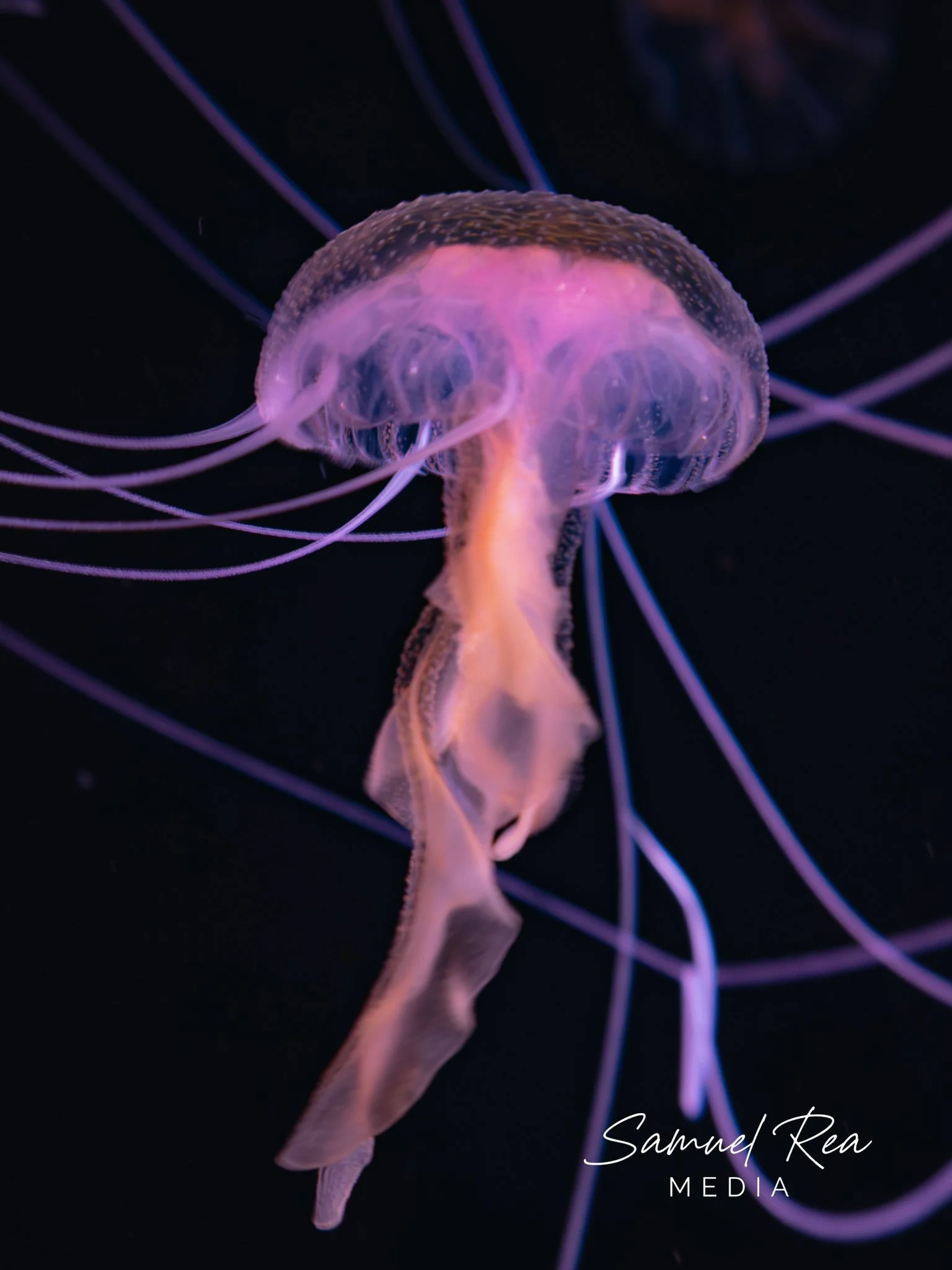 A bioluminescent jellyfish with long flowing tentacles glows under dark water, displaying purple and pink hues.