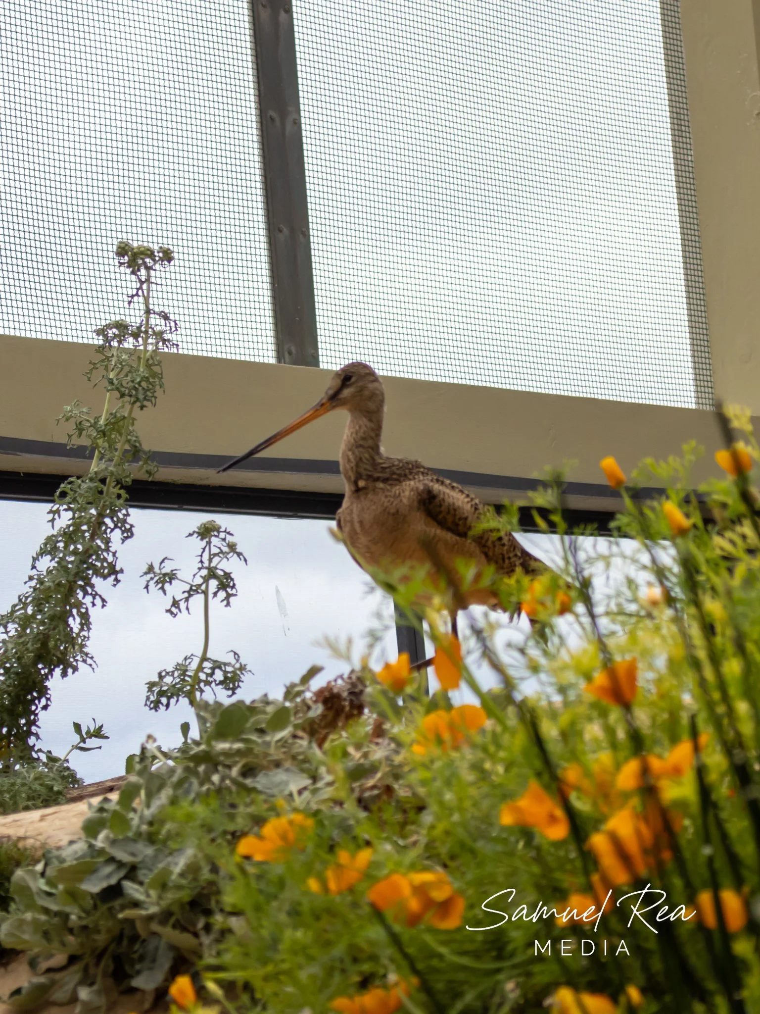 Close-up of a bird, possibly a close relative of a stork or heron, standing amidst green foliage and orange flowers, with a background of a window screen and a metal frame.