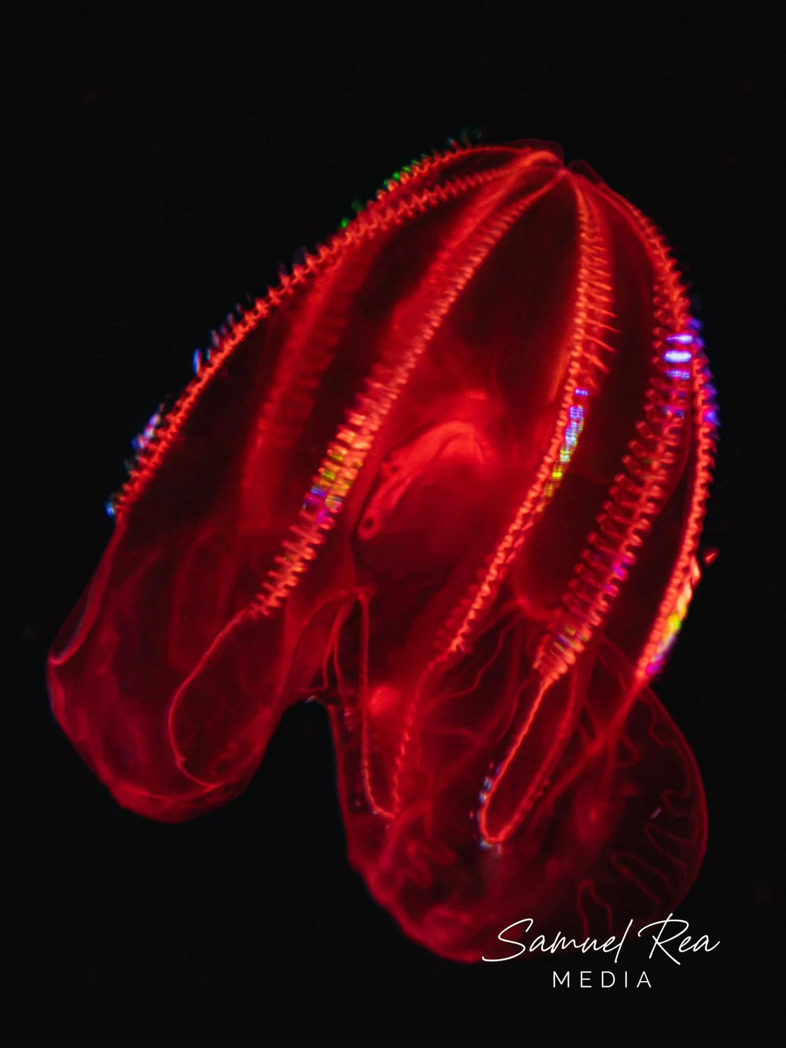 A long exposure photograph of bioluminescent jellyfish with glowing red, blue, purple, and green lights against a dark background.