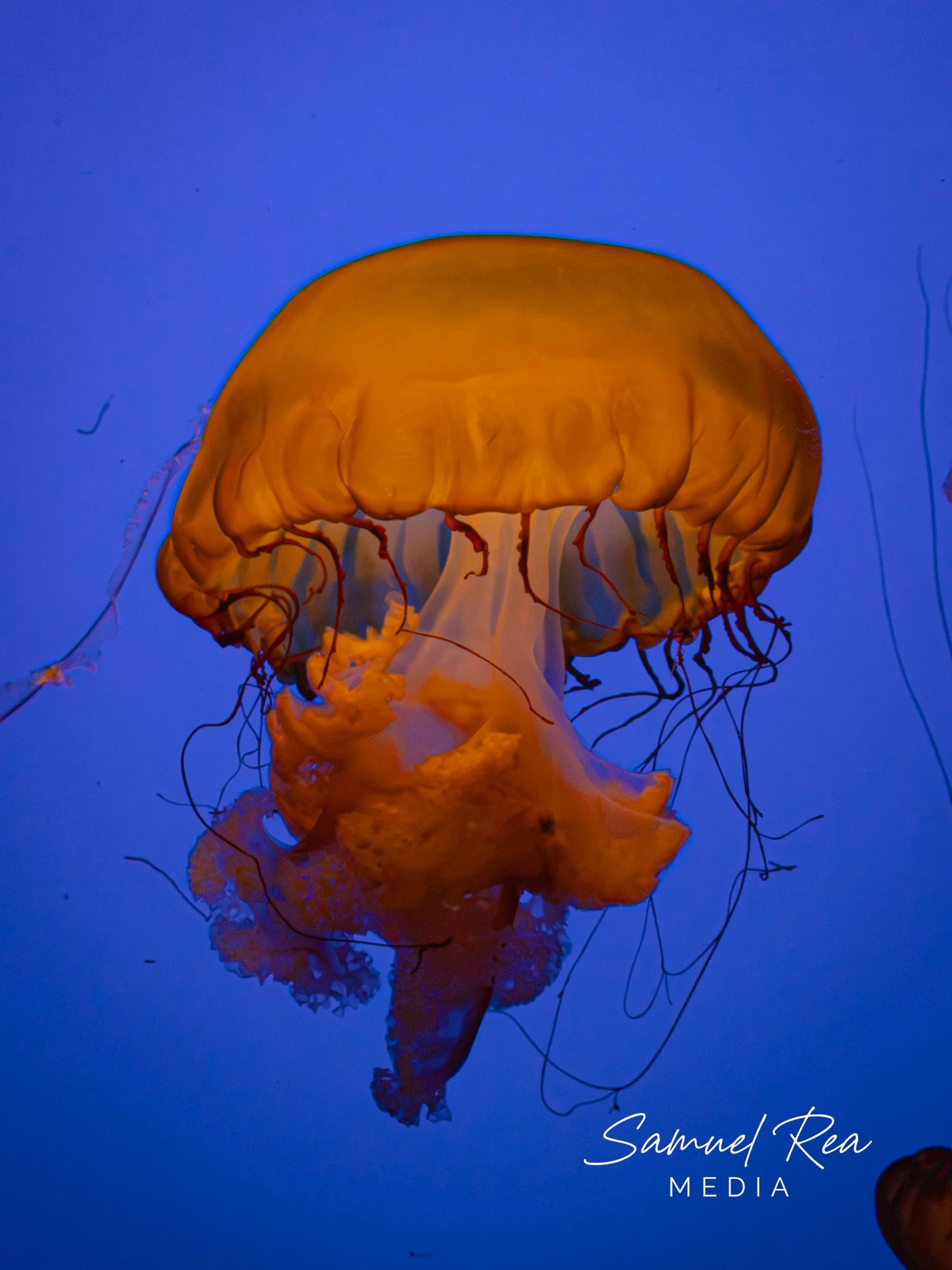 A jellyfish with a yellow-orange bell and long, thin tentacles floating in blue water.