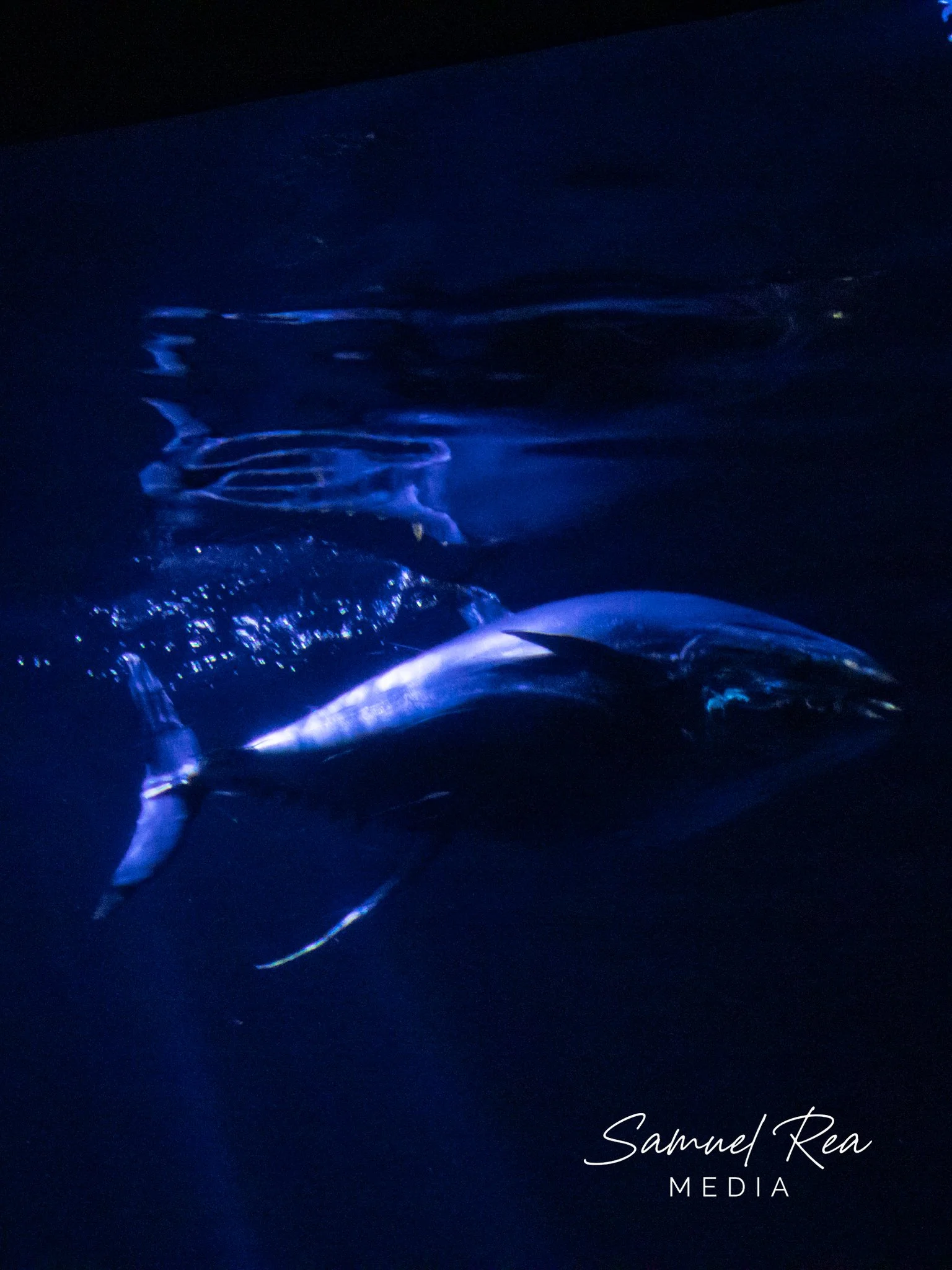 A dark photo of a blue-colored shark swimming in the water. The signature 'Sammel Rea MEDIA' is visible in the bottom right corner.