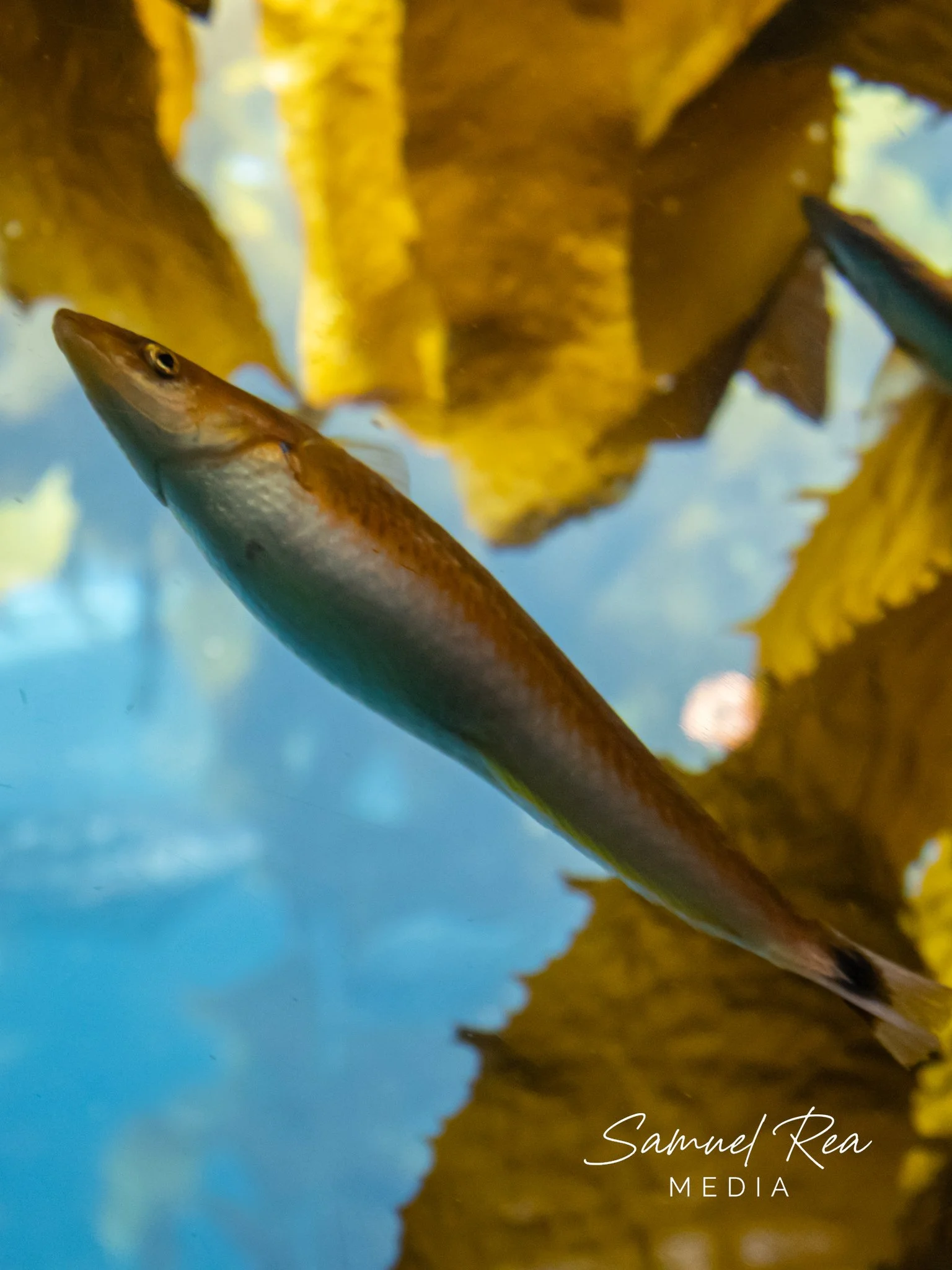 Close-up of fallen autumn leaves on water with a fish swimming nearby and the signature 'Samuel Rea Media' in the bottom right corner.