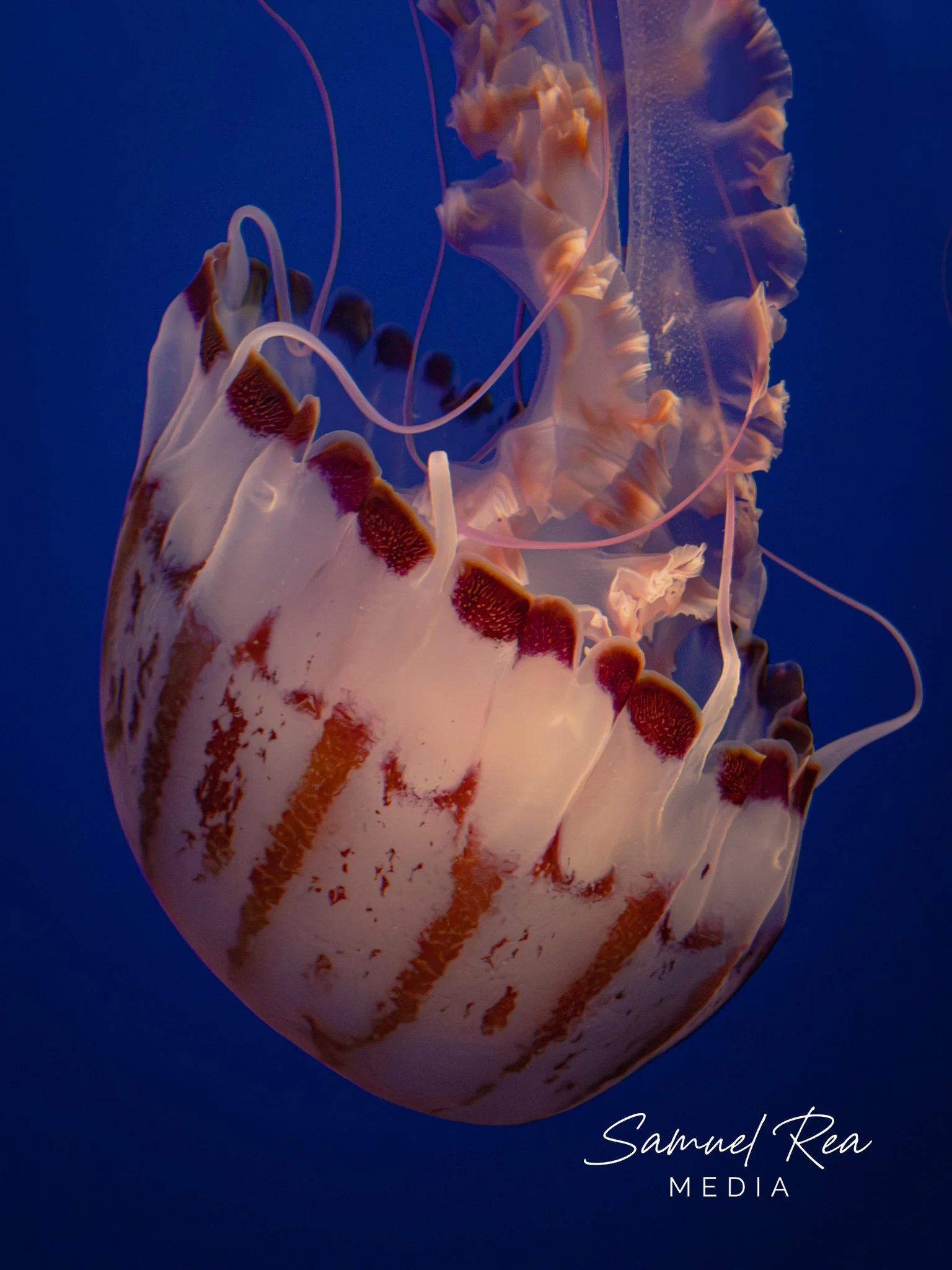 A close-up photograph of a jellyfish floating in the water, featuring a translucent body with reddish-brown markings and long, delicate tentacles against a deep blue background.
