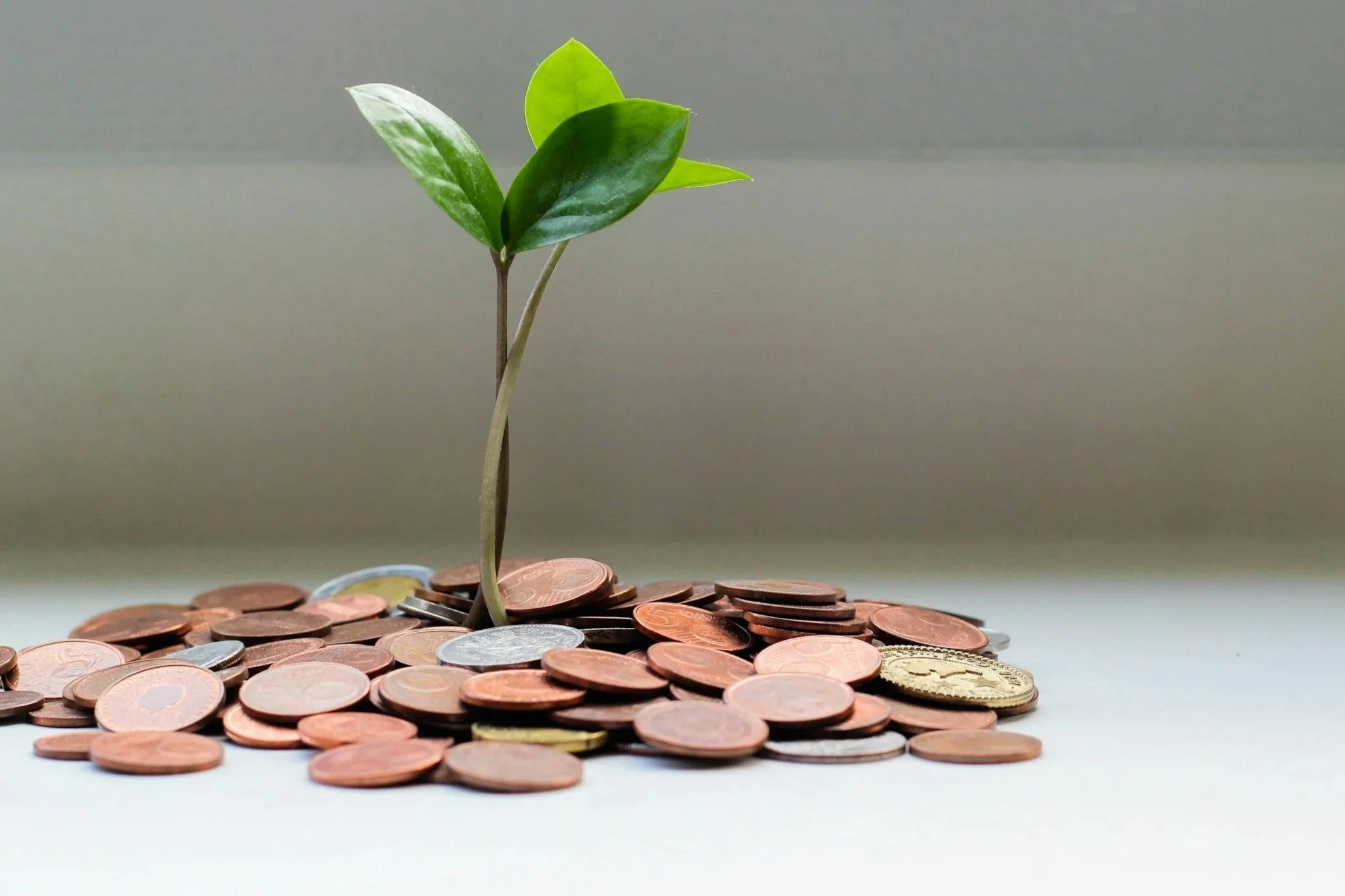 A small green plant with several leaves growing from a pile of U.S. coins on a flat surface.