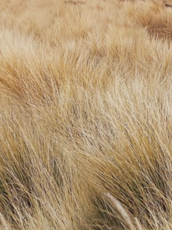 Close-up of tall, yellowish desert grass or prairie grass in a natural landscape