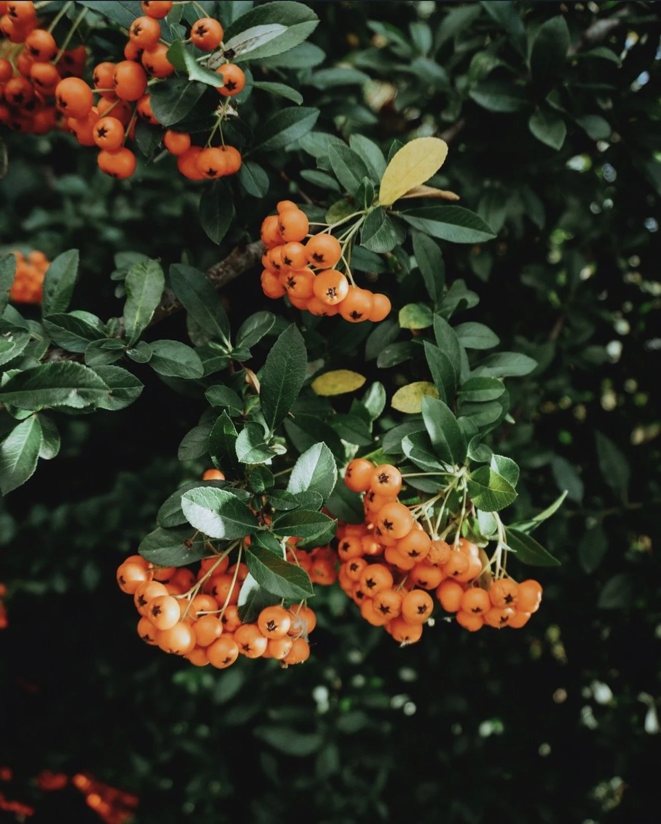 CB Sea Buckthorn Seeds.jpg