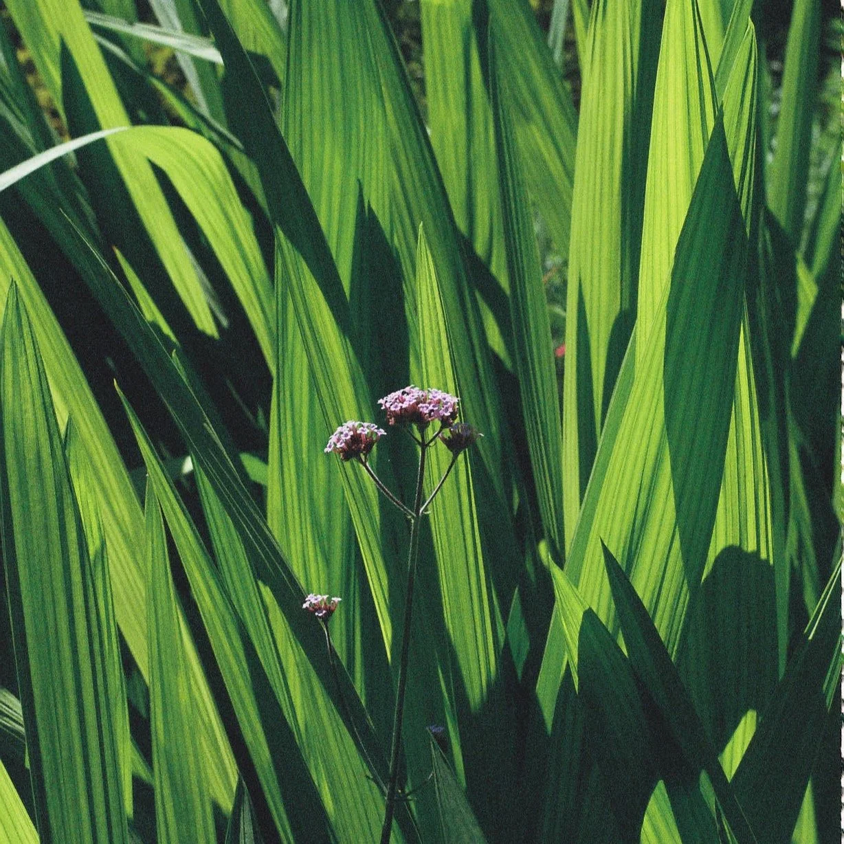 Image of a small purple flower with long green plants behind