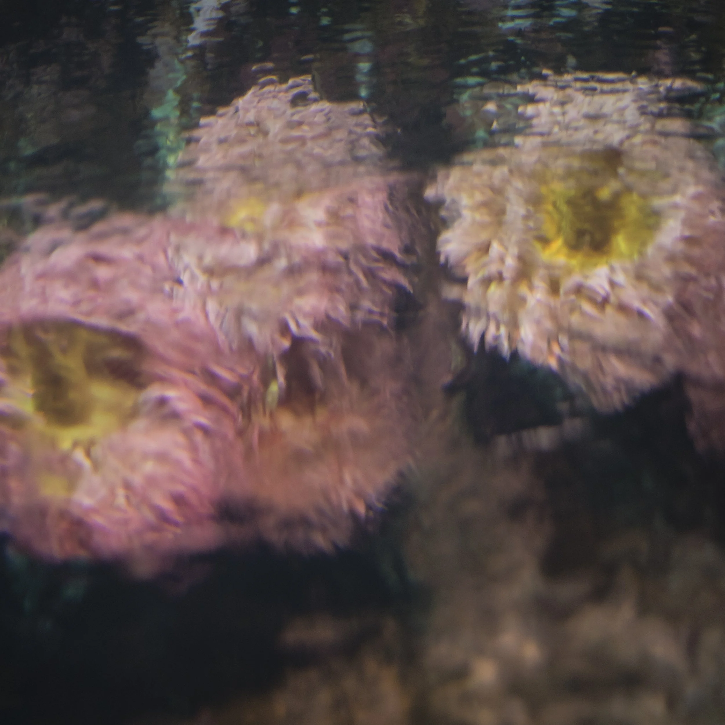 Blurred reflection of water plants in aquarium