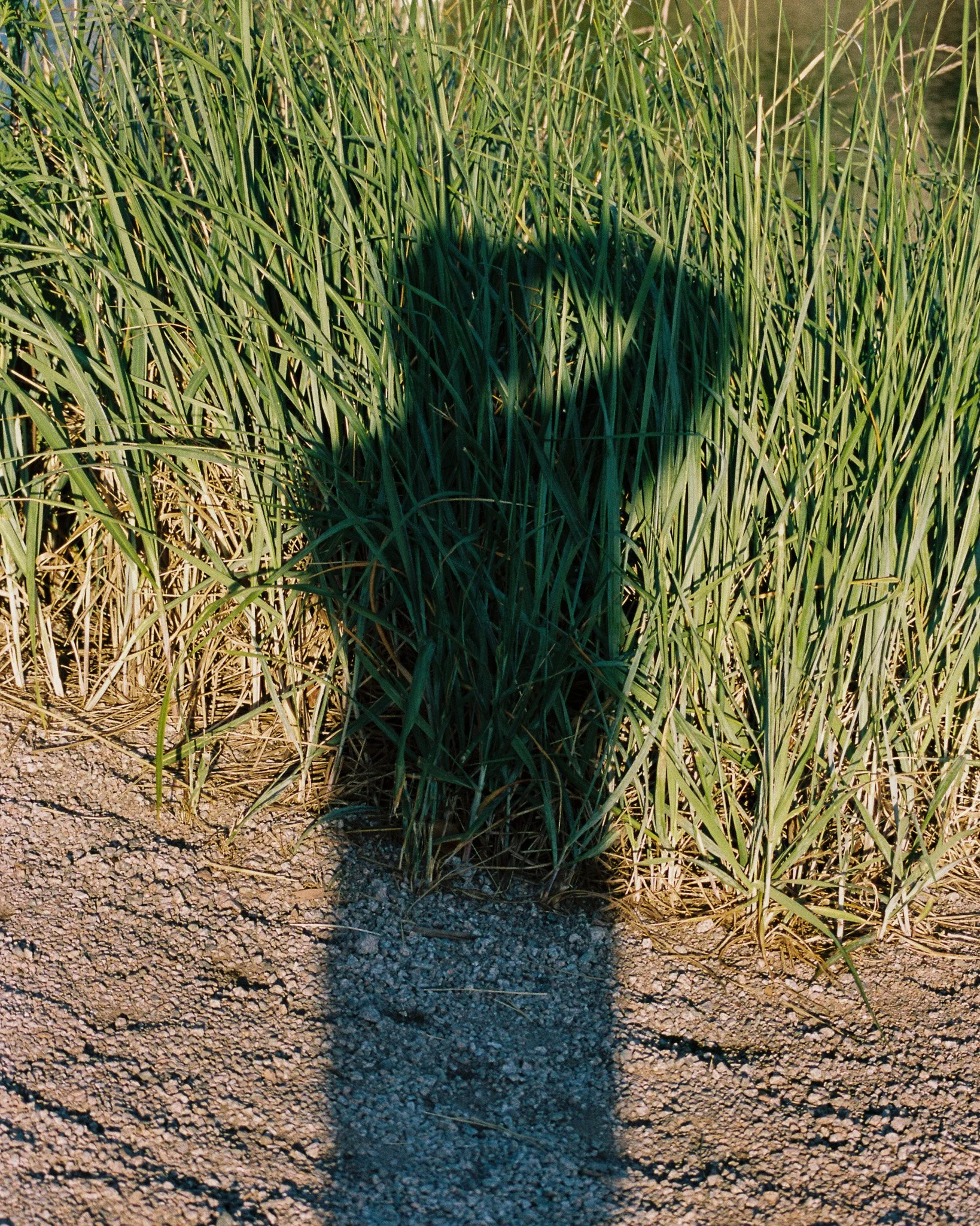 portrait of a person's shadow on tall long grass plants