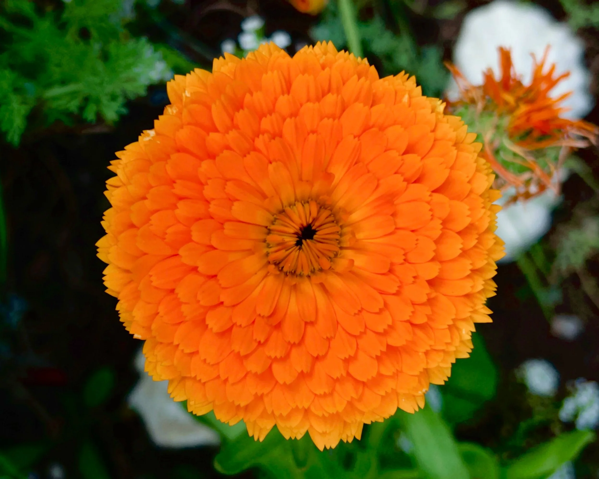 bright orange close up of a flower with blurred green leaves on the background