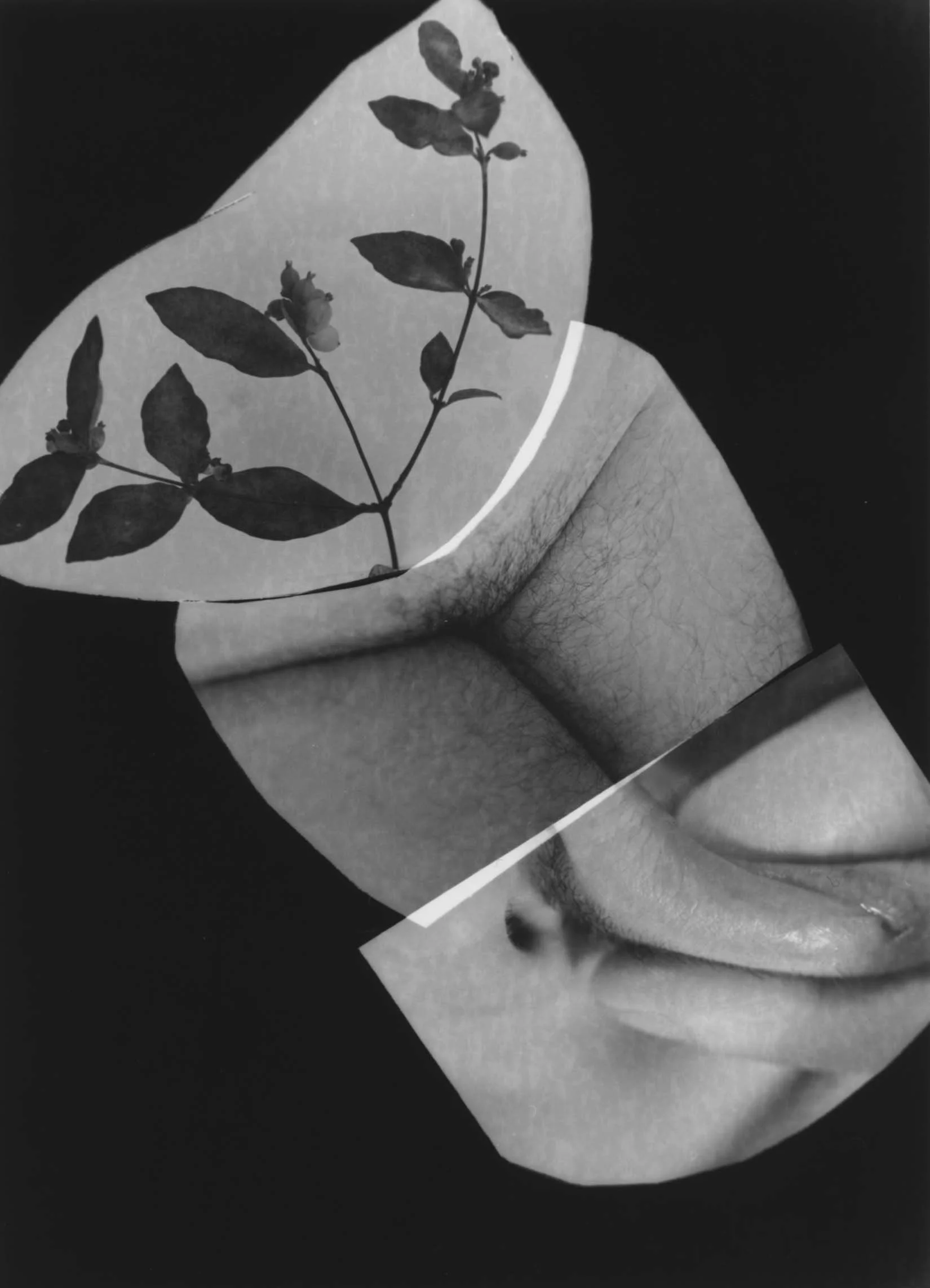 Black and white photo of a person's arm with a piece of paper attached to the forearm. The paper has an image of a leafy plant with small flowers or buds.