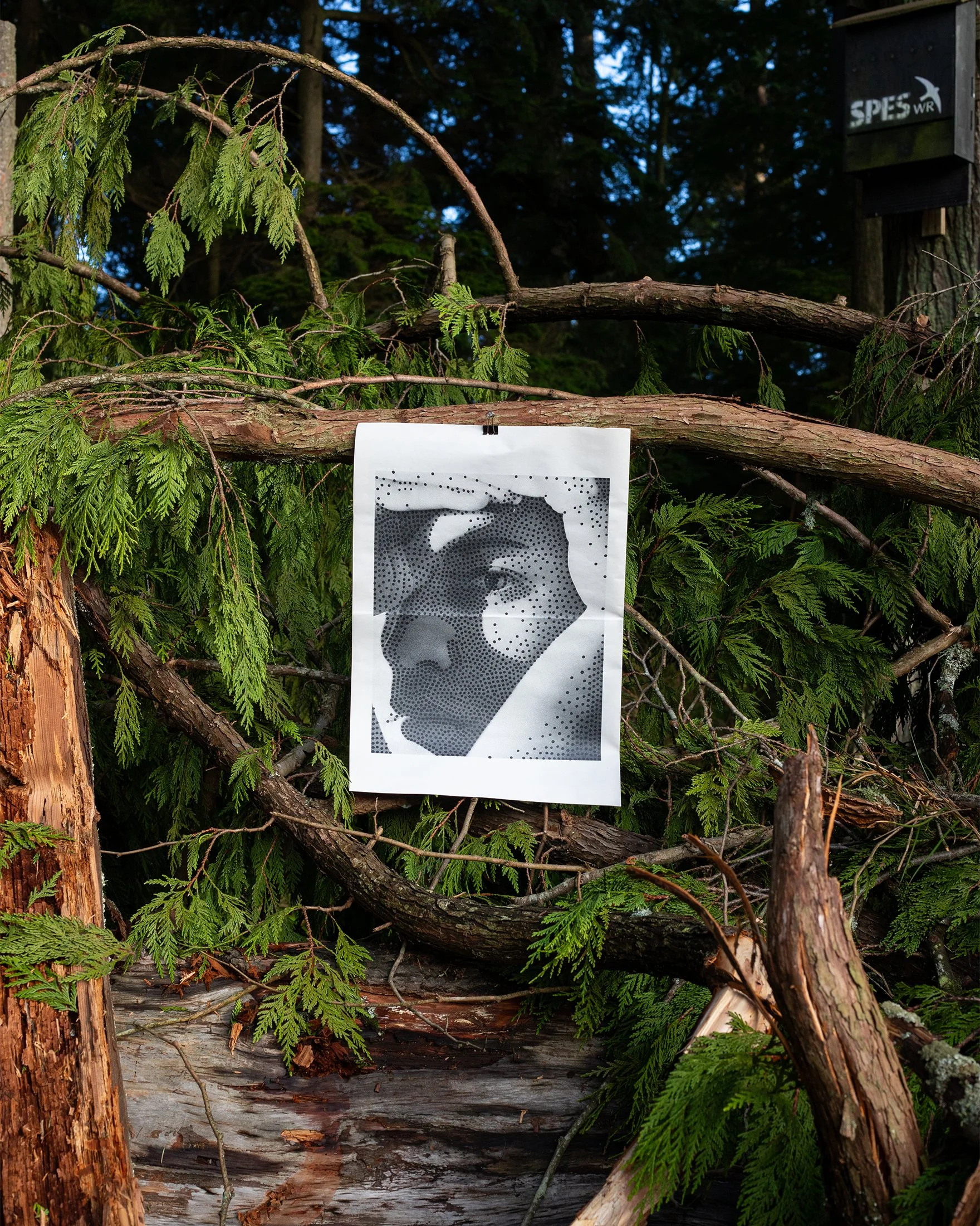 A fallen tree on a forest floor with green foliage and branches, with a fallen poster of a person's portrait attached to a tree in the background.