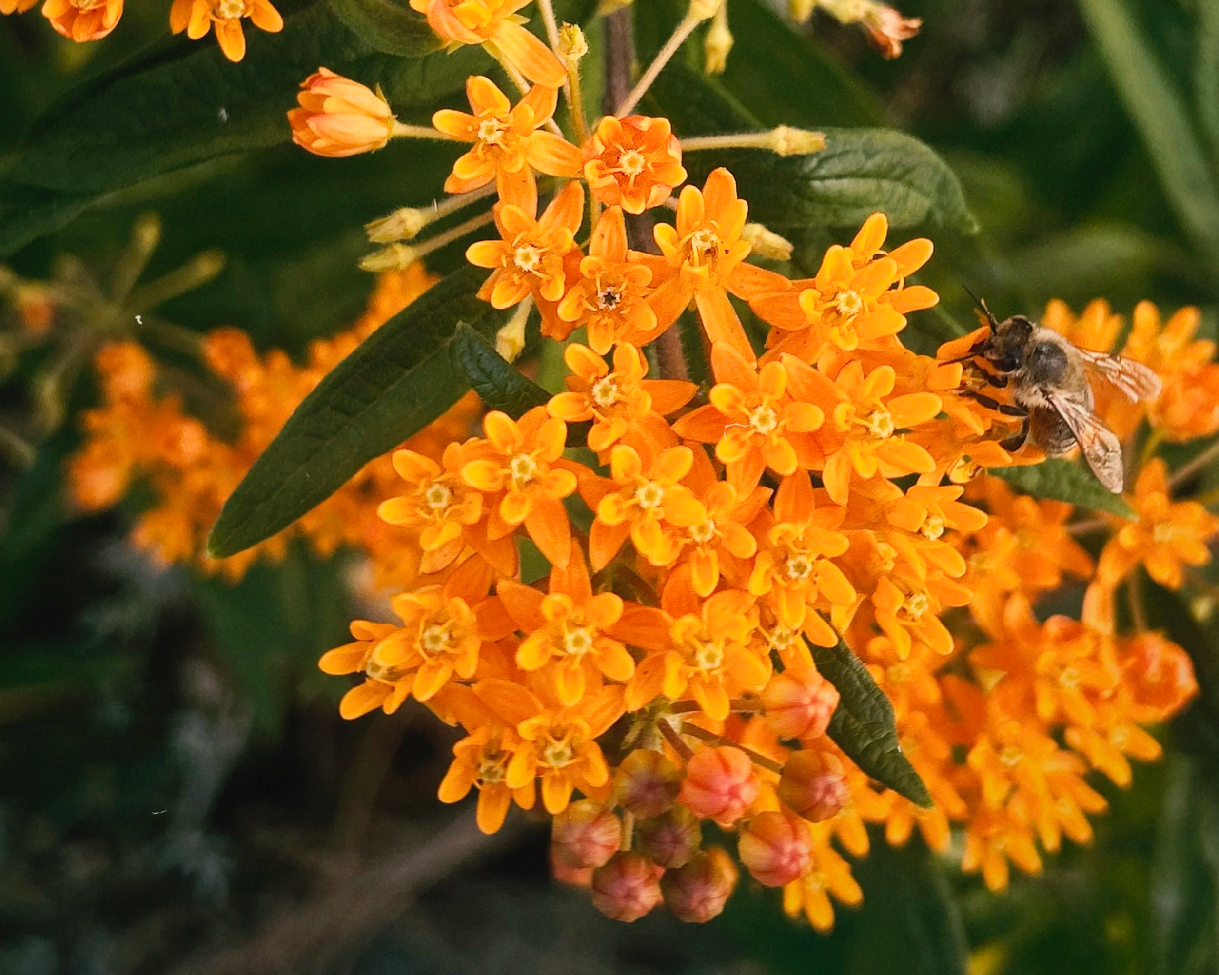 close up image of orange bright flowers with a bee resting on a bud