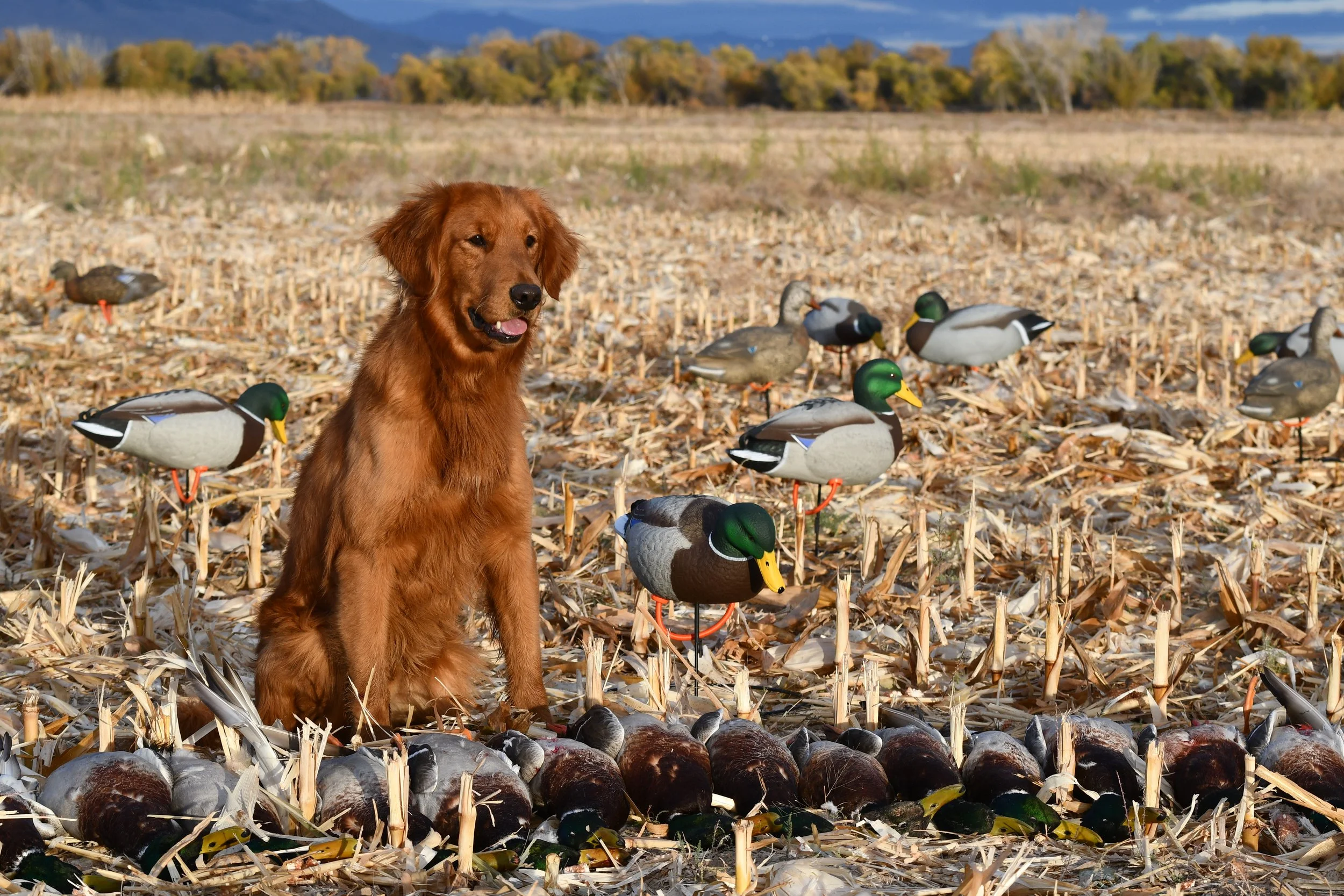 A golden retriever sitting among decoys in a harvested field with a backdrop of trees and mountains.