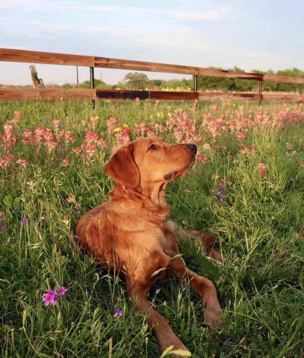 A brown dog lying in a field of pink and purple wildflowers, with a wooden fence and trees in the background under a partly cloudy sky.