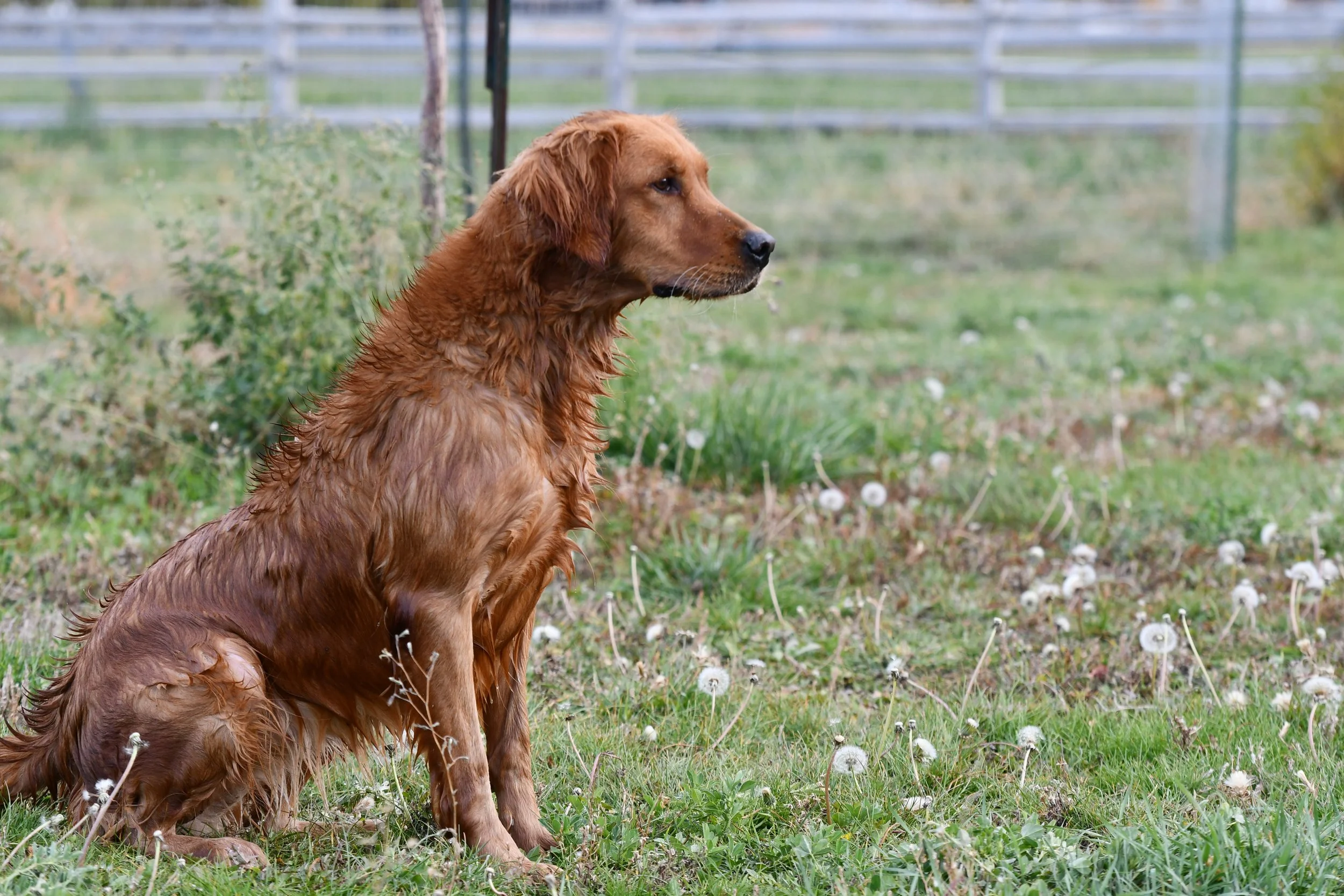 Golden retriever sitting on a grassy field with dandelions, facing to the right, with a blurred wooden fence and green foliage in the background.