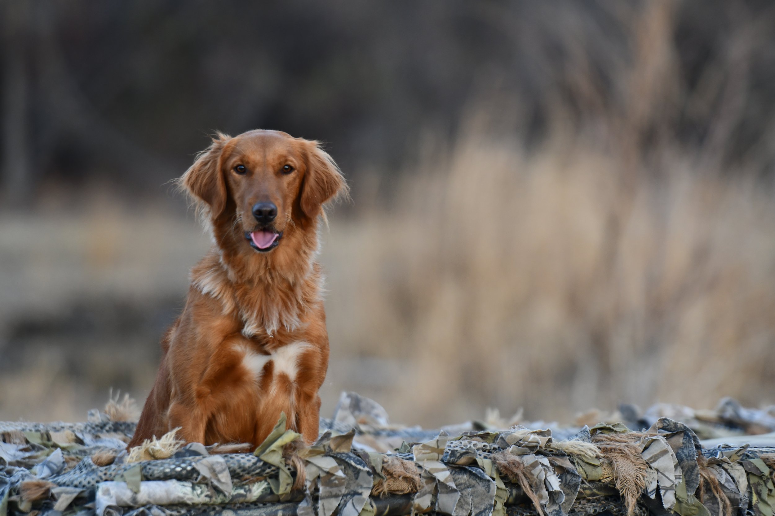 A brown retriever dog sitting on a pile of trash with blurred trees in the background.