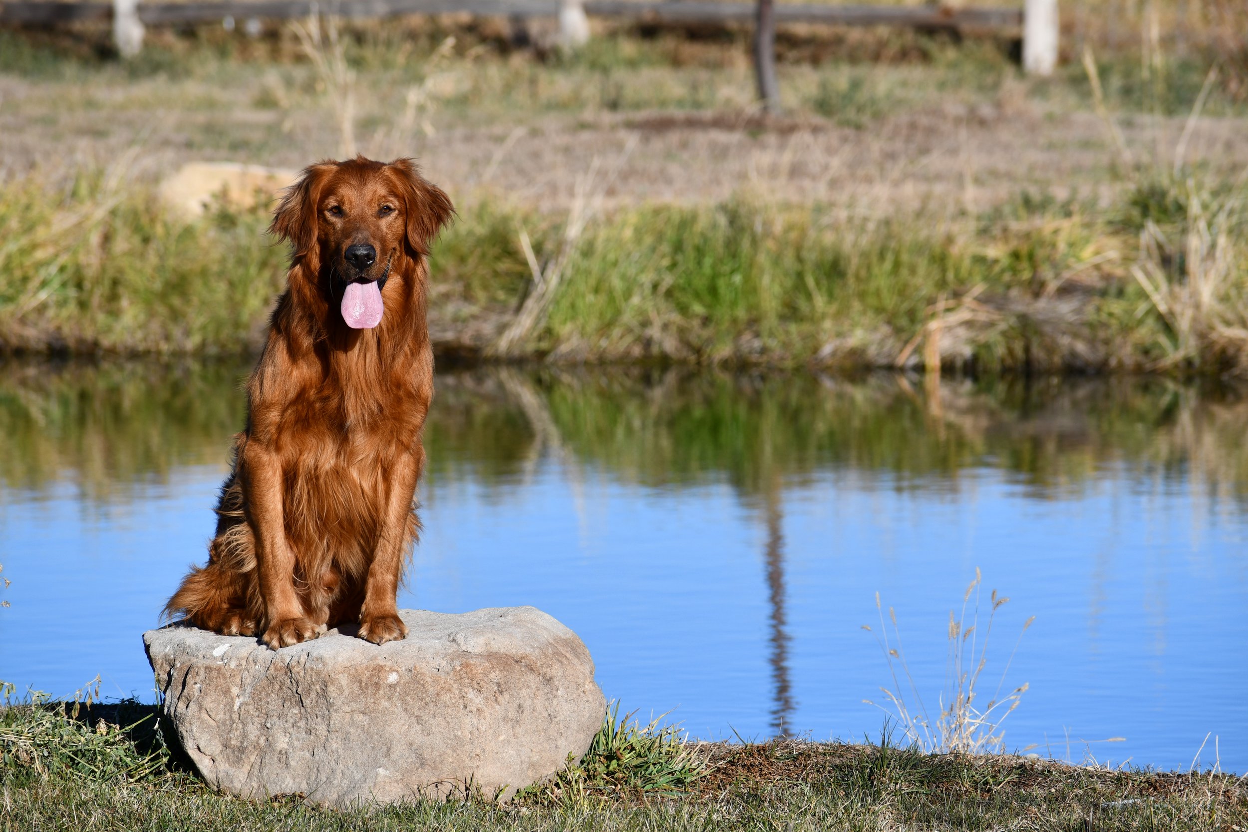 Golden retriever stud dog