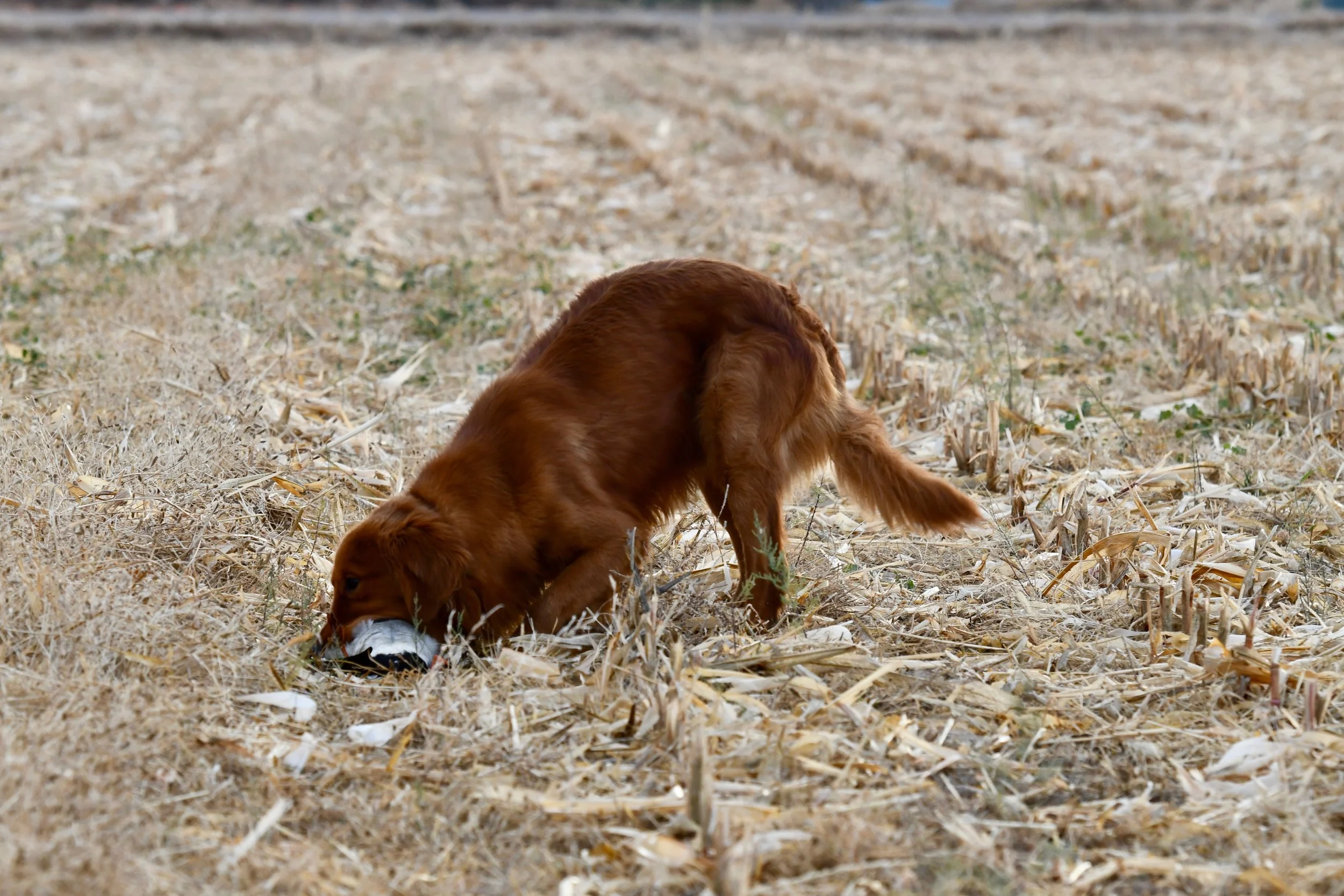 A brown puppy with floppy ears and a white snout, sniffing on a patch of dry grass and straw.