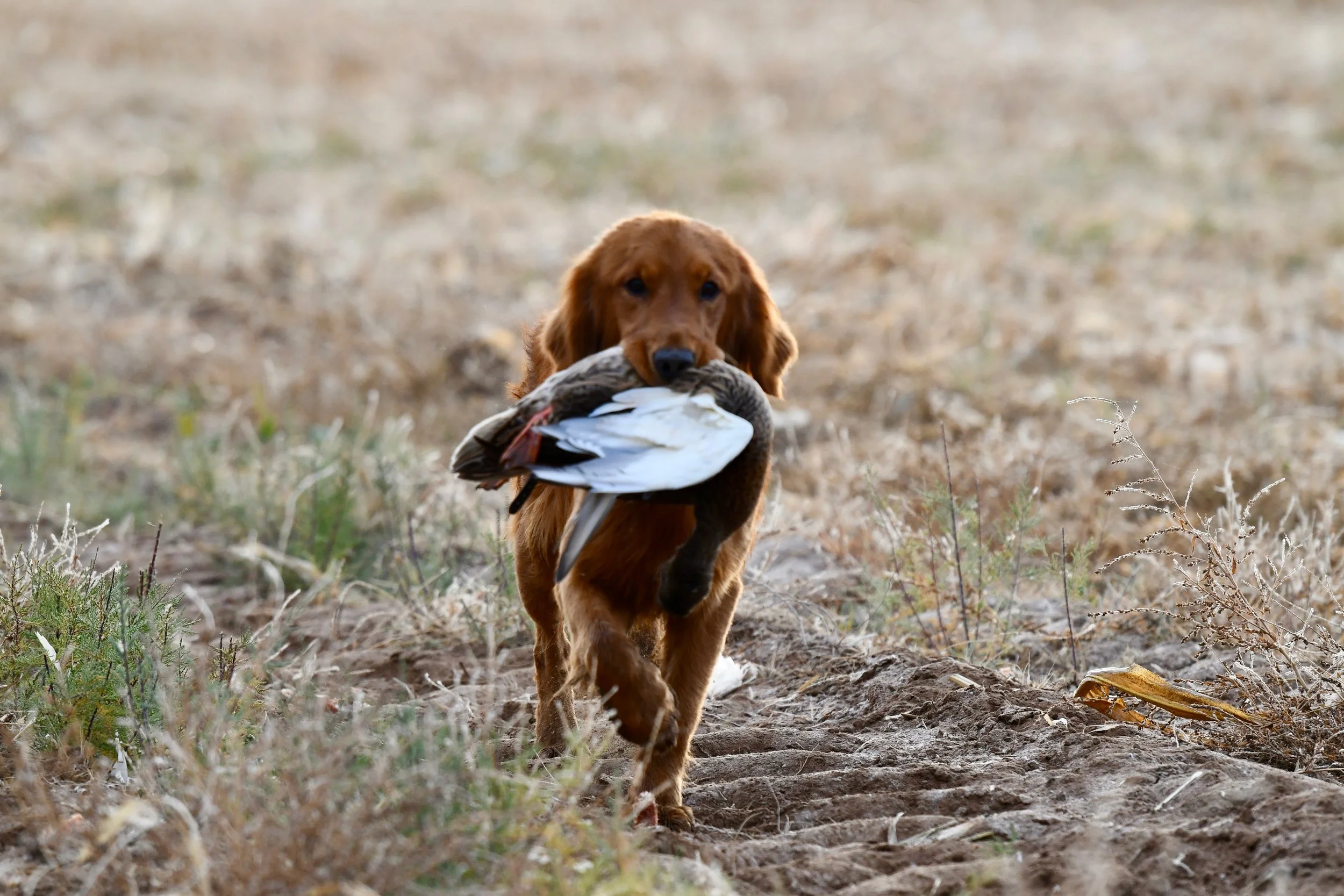 Golden retriever stud with a duck
