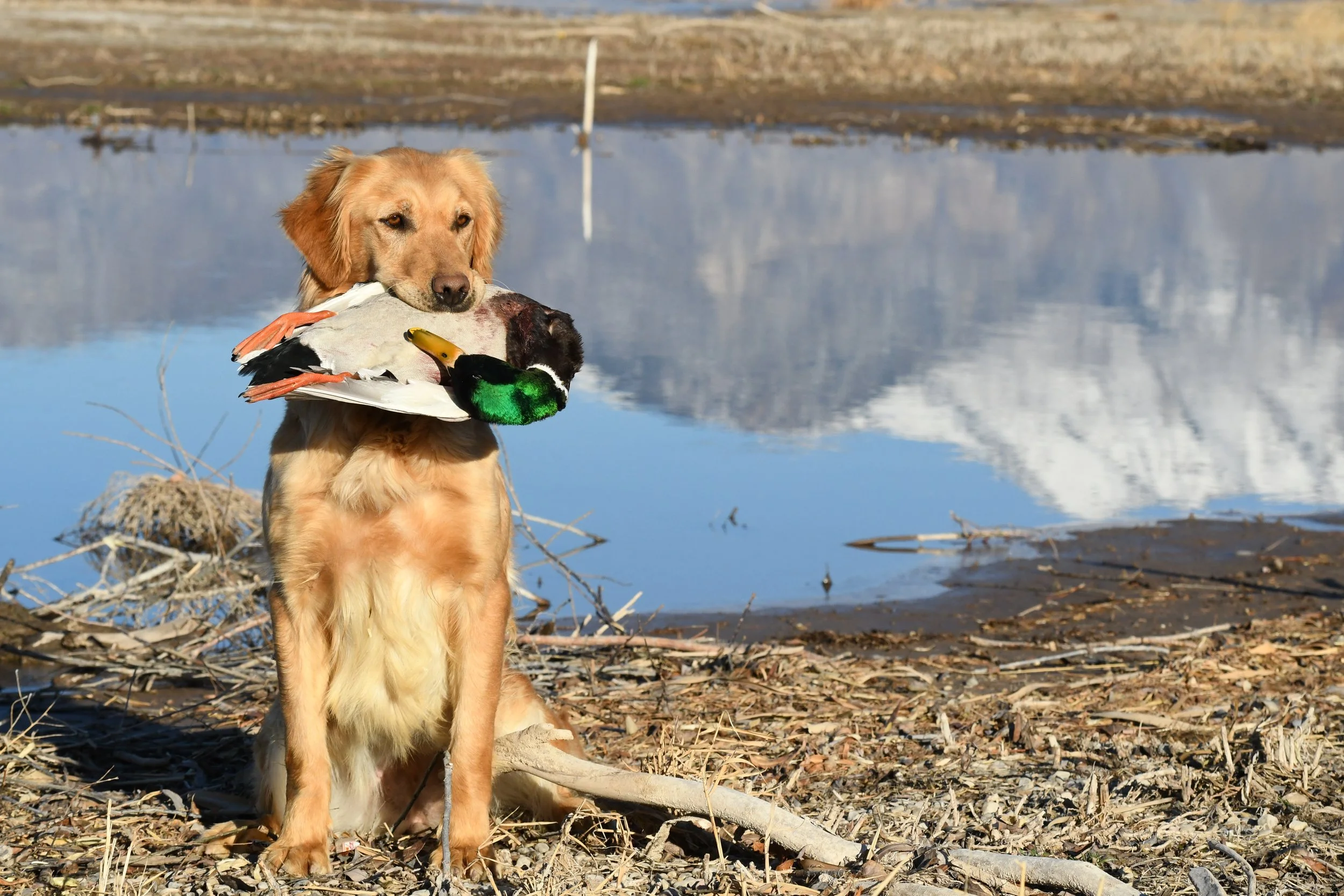 A golden retriever dog holding a dead duck in its mouth near a body of water with mountains in the background.
