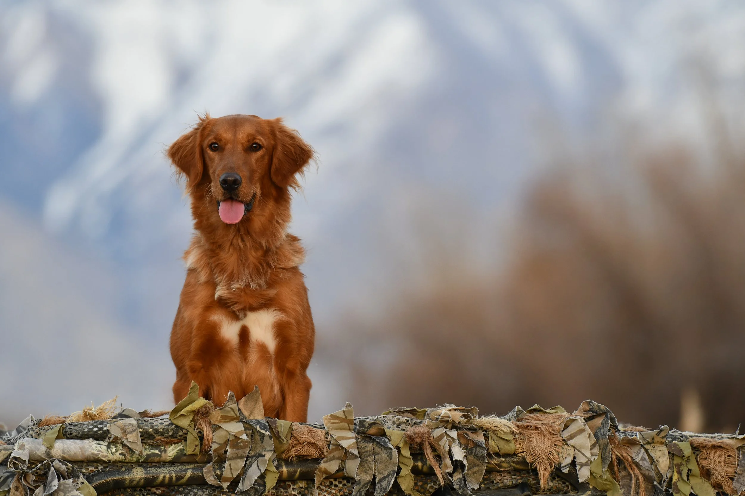 A brown retriever dog standing outdoors on a pile of camouflage and fabric debris, with a cloudy sky in the background.