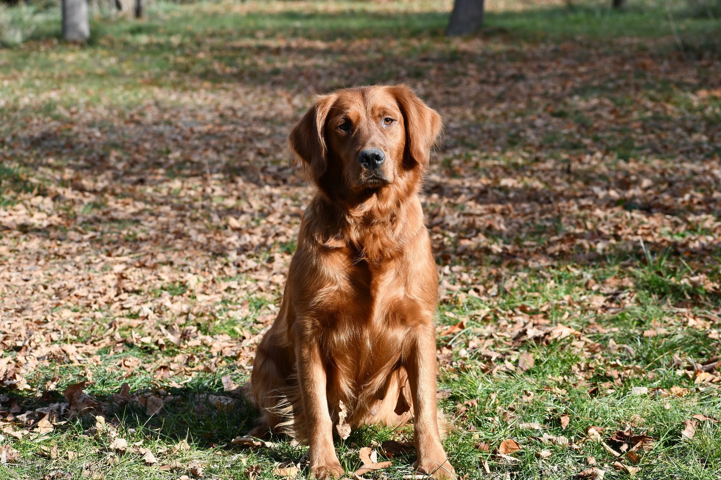 ALABAMA'S DAME GOOD BIRD DOG BAILEY (BAILEY) Retired