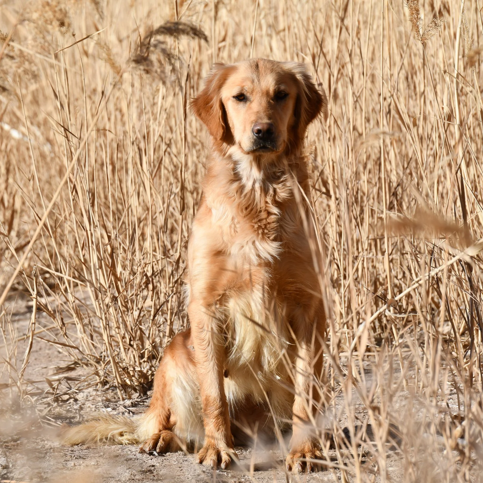 Golden retriever puppy sitting in dry tall grass field