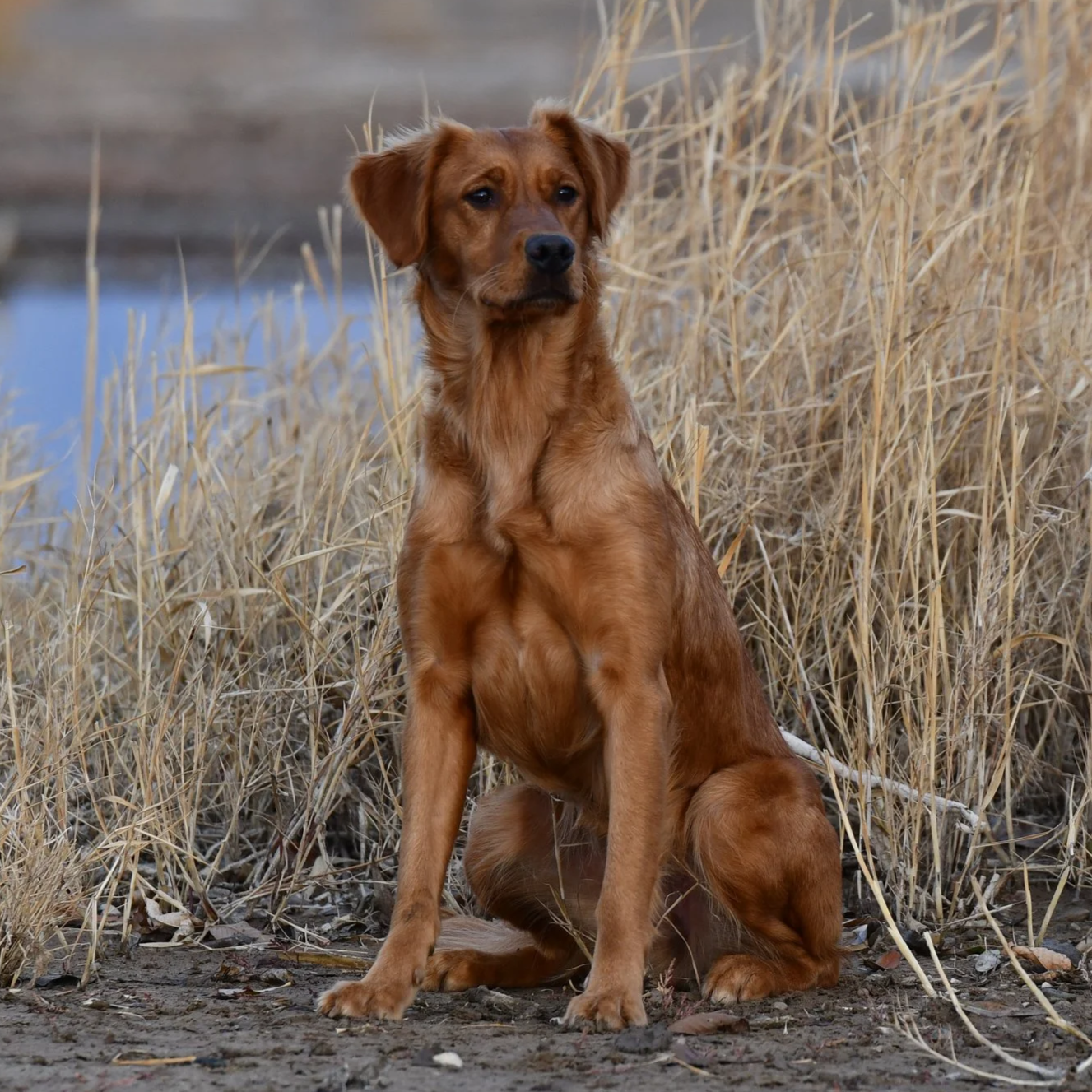Ember