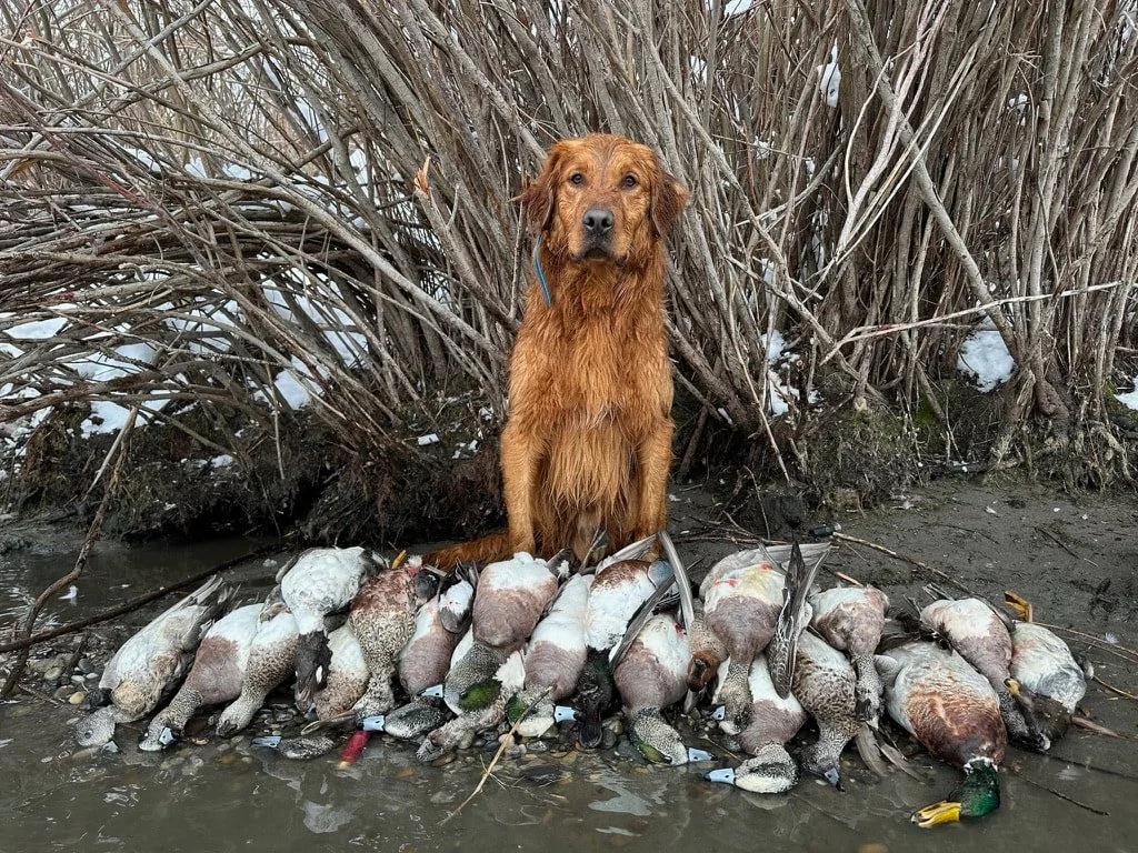 Hunt Tests vs Real Hunting: What Actually Matters in a Retriever?