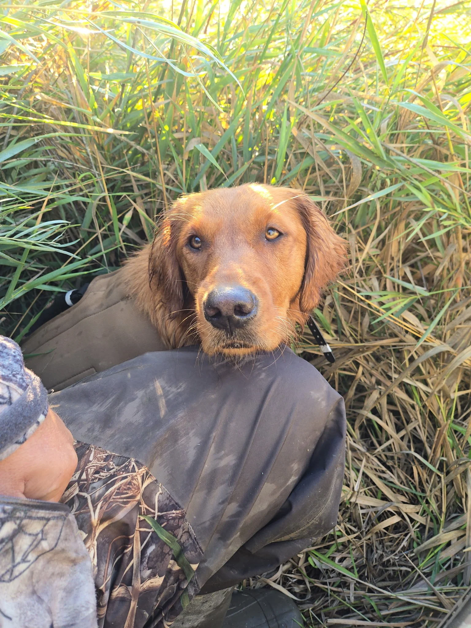 Is a Field-Bred Golden Retriever Right for Your Lifestyle?