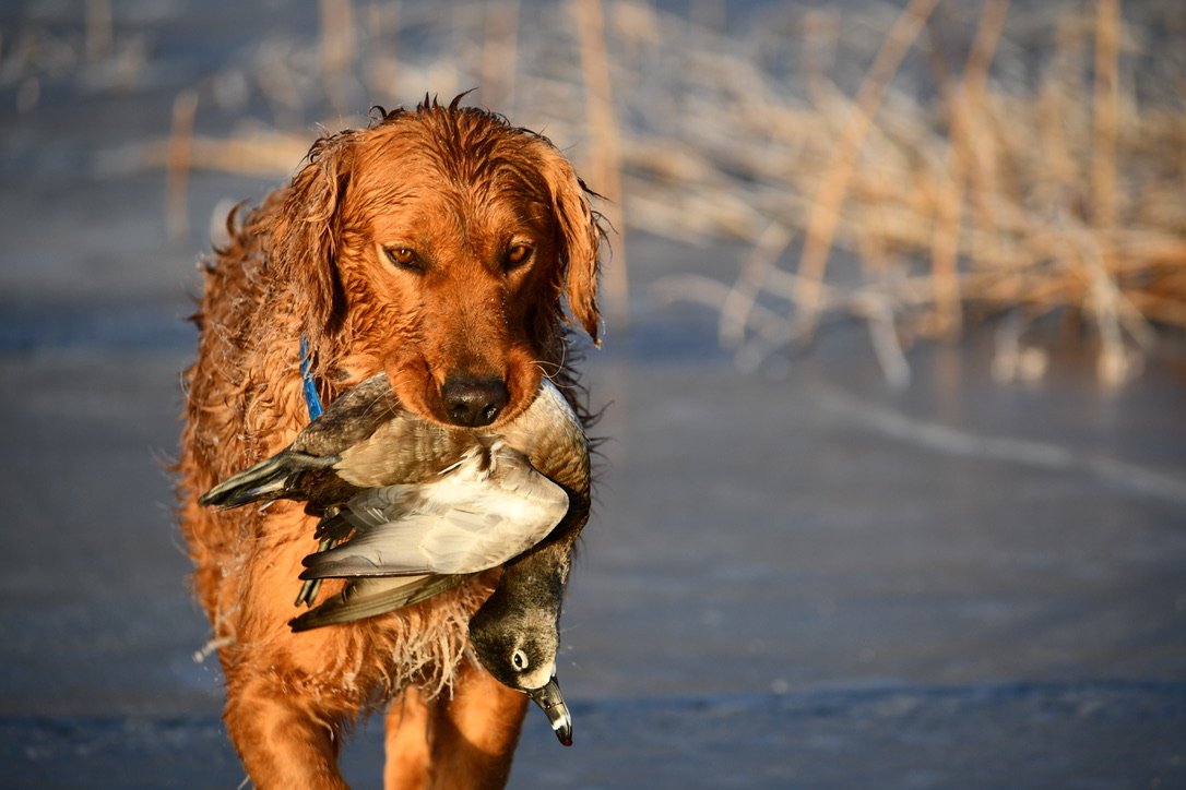 What is a Field Bred Golden Retriever?