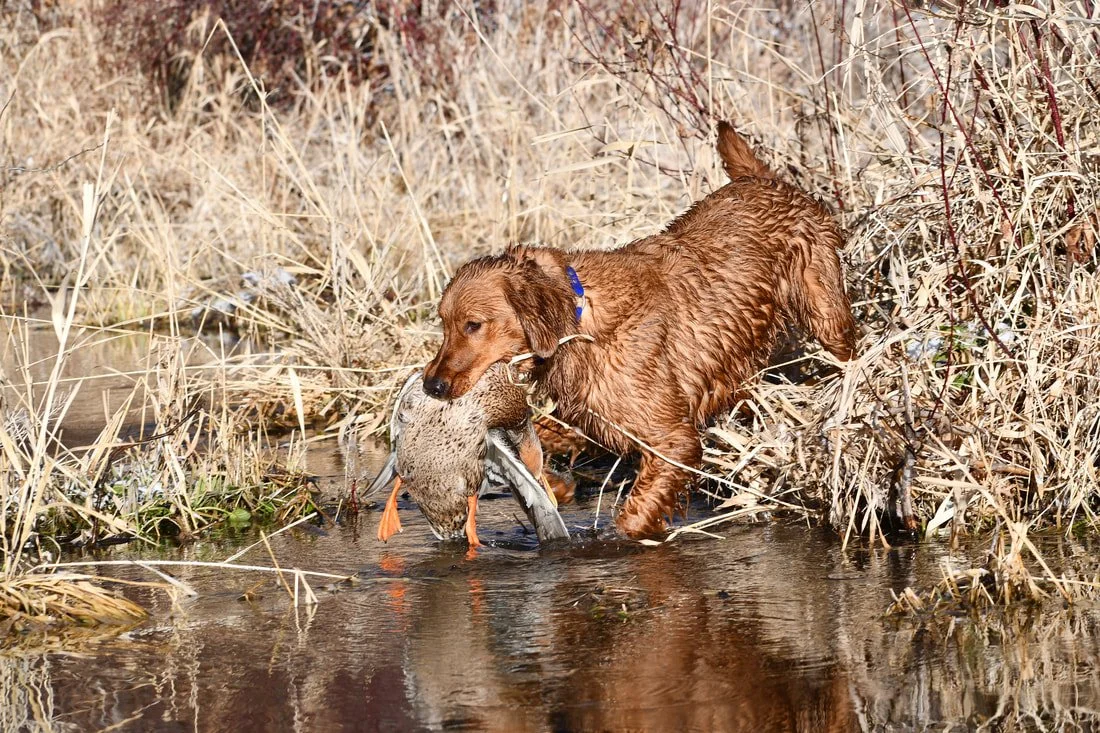 A golden retriever dog standing in a shallow creek, holding a duck in its mouth.