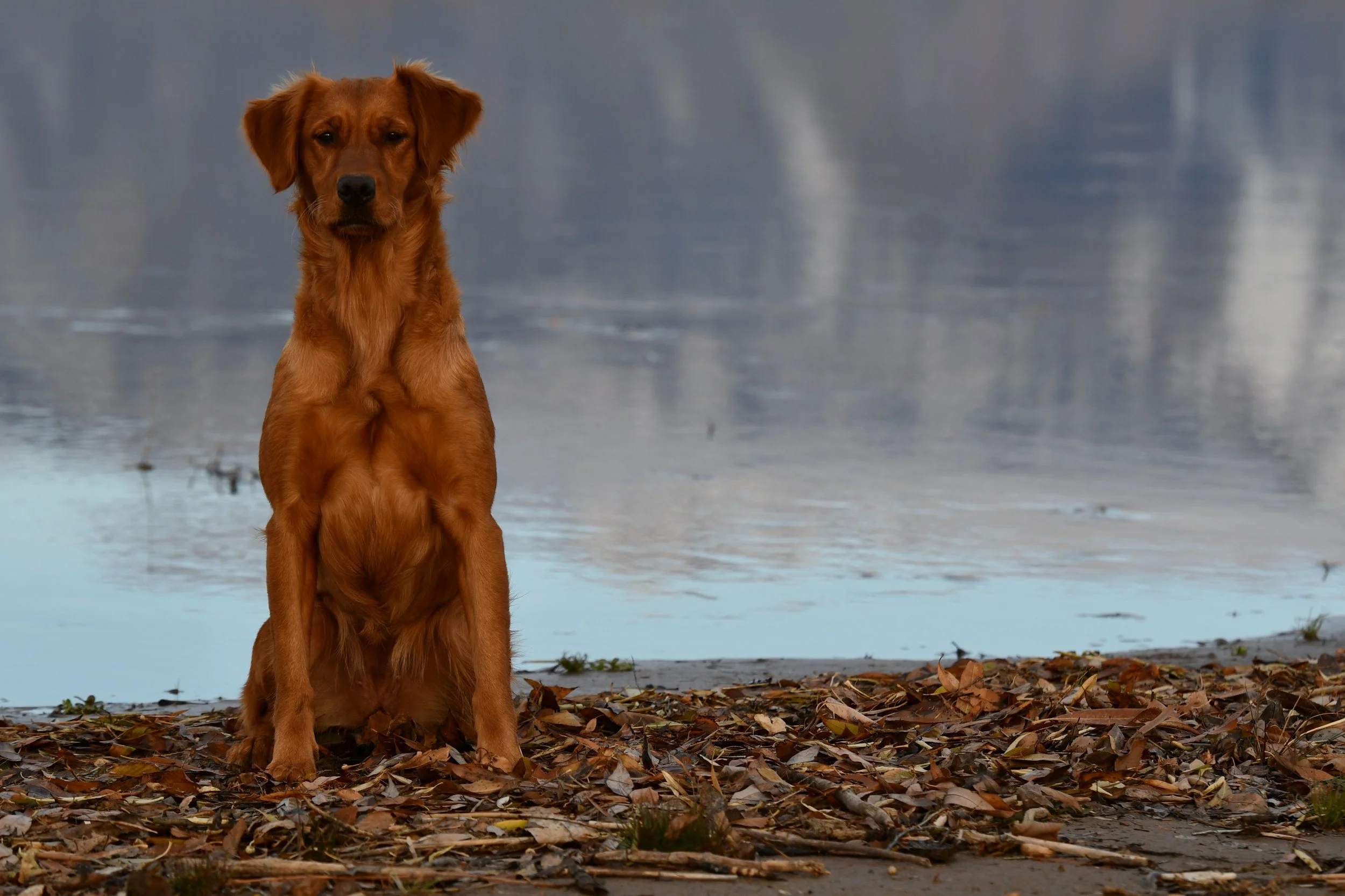 A red retriever dog sitting on a shore covered with fallen leaves near a calm body of water.