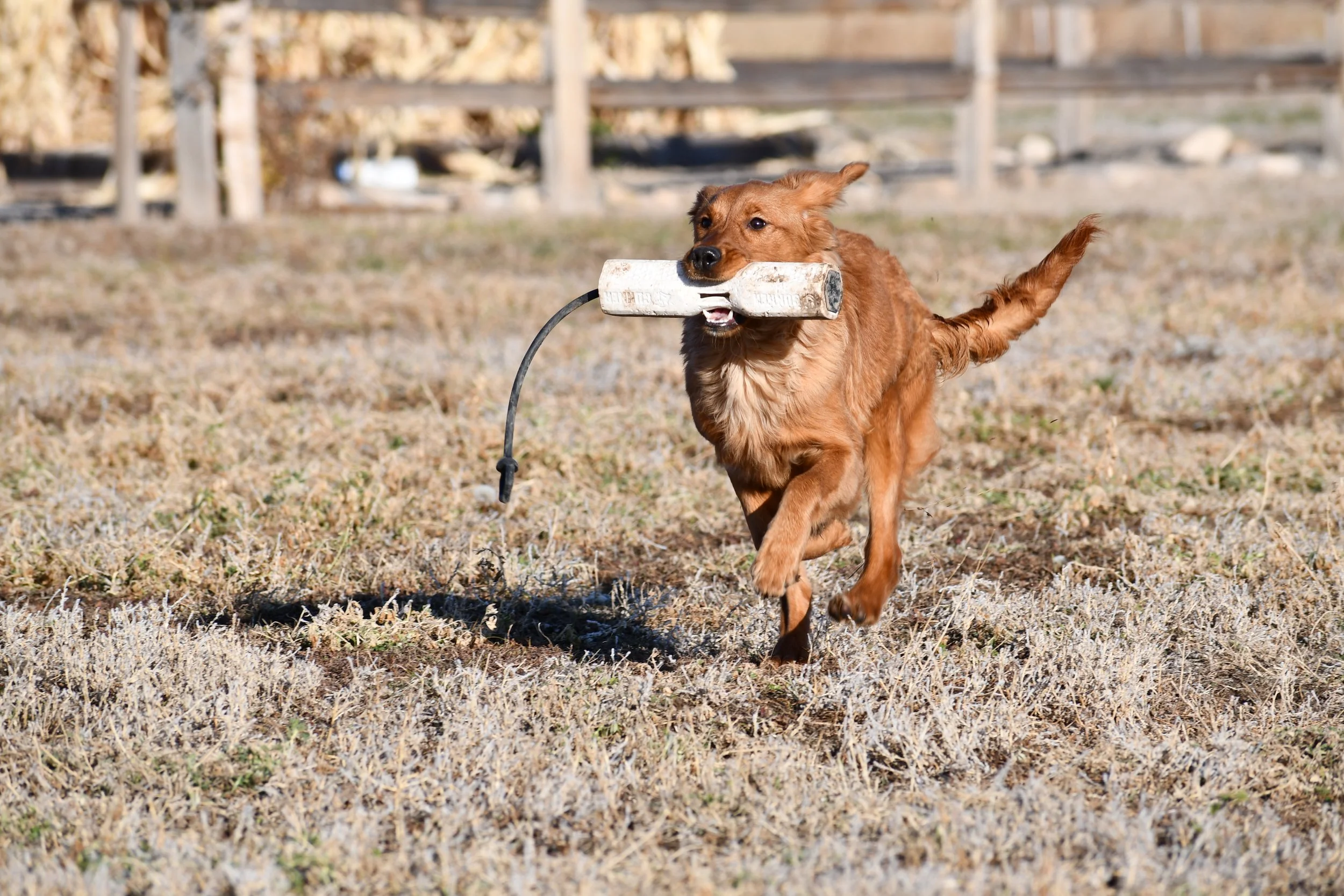 A dog running outdoors in a field with a bone in its mouth.