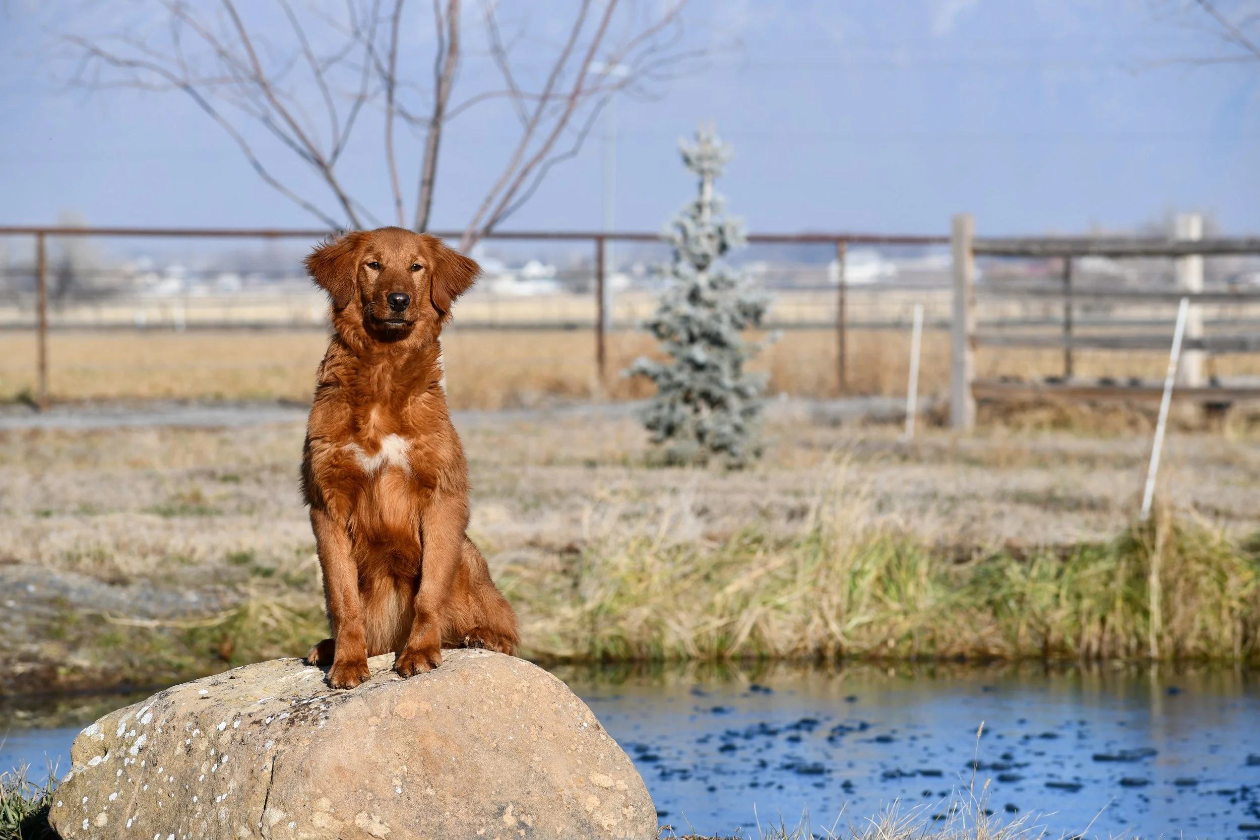 A brown dog sitting on a large rock by a river with trees and a fence in the background.