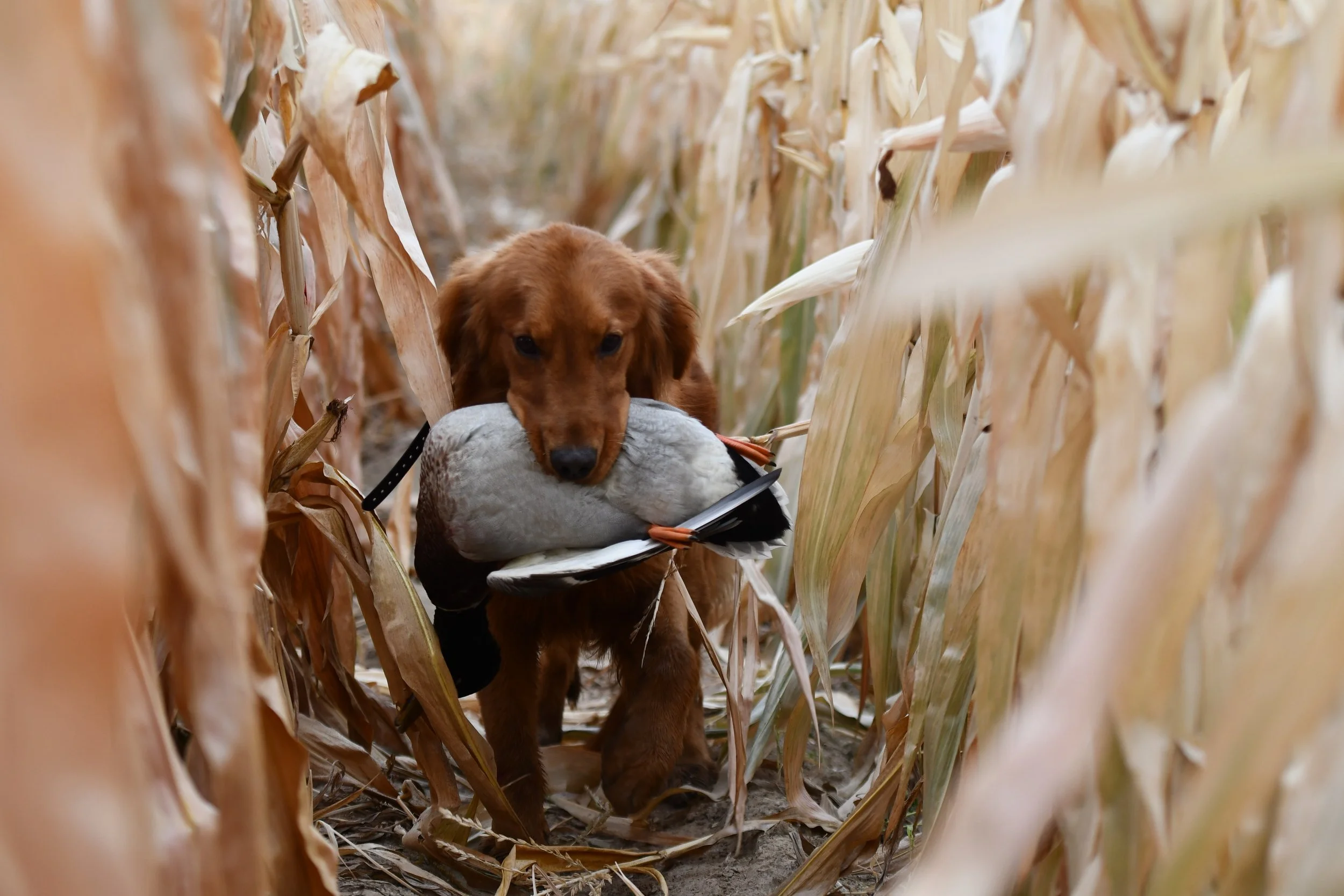 Golden Retriever stud retrieving duck