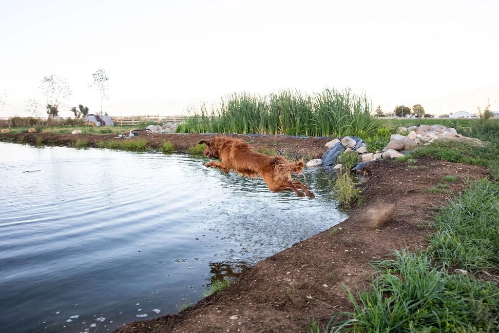 A dog jumping into a pond outdoors during daytime.
