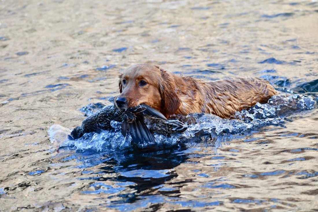 A golden retriever swimming in water with a large fish in its mouth.