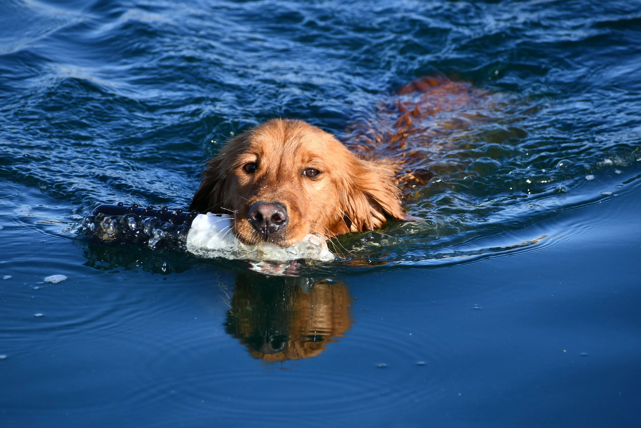 A dog swimming in the water with a white toy in its mouth.