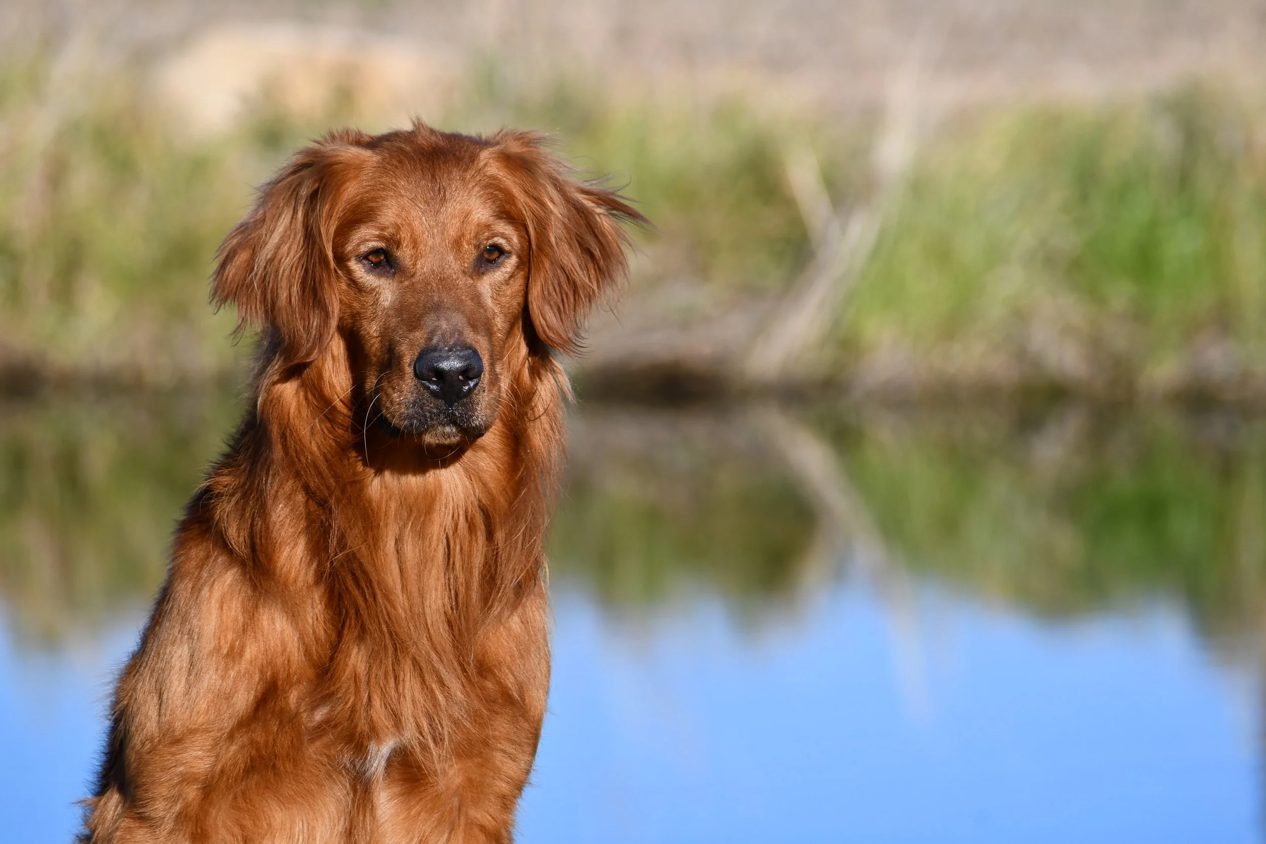 Golden Retriever stud dog, utah, Boss, 
