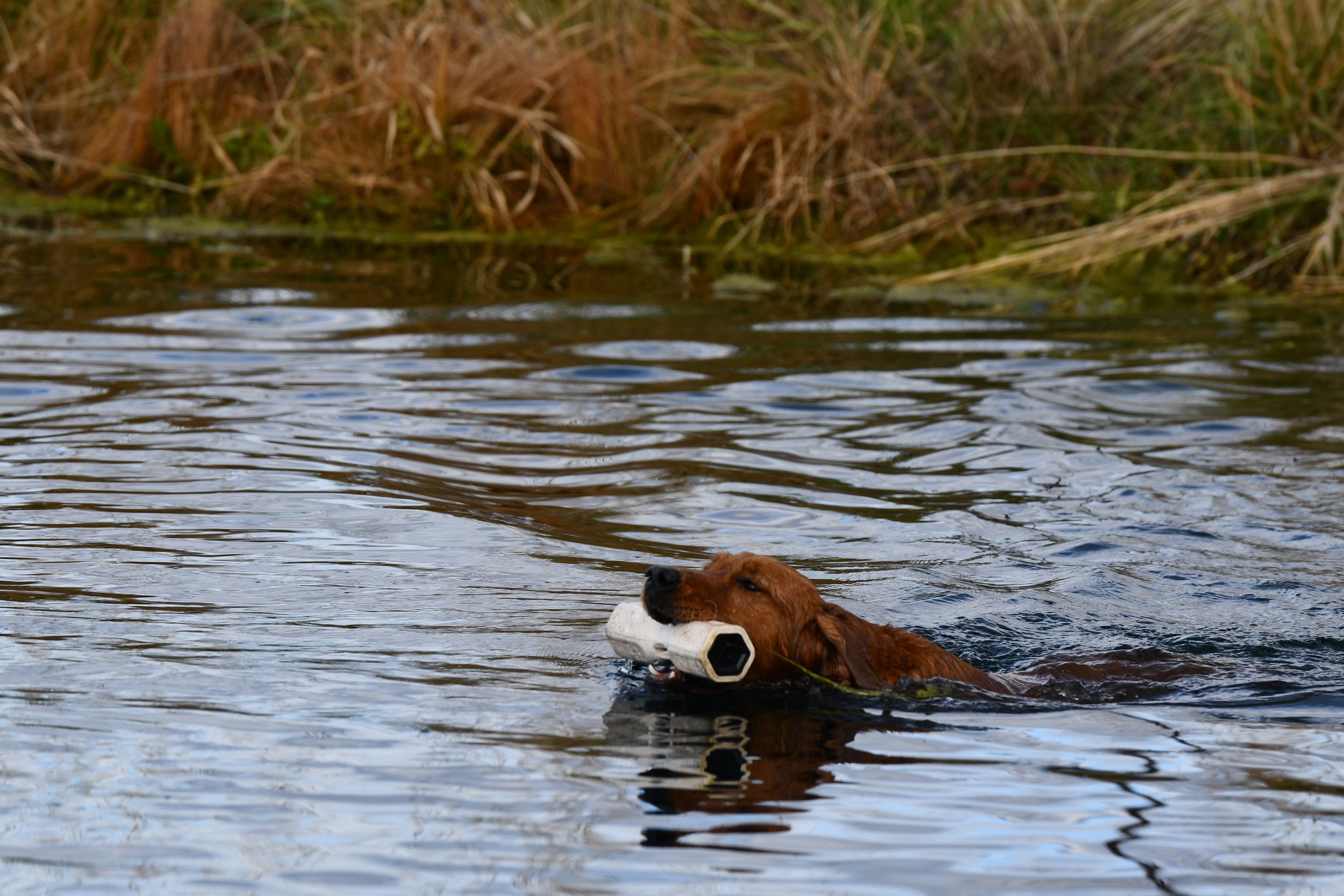A dog swimming in a body of water, holding a white object in its mouth with reeds along the water's edge in the background.