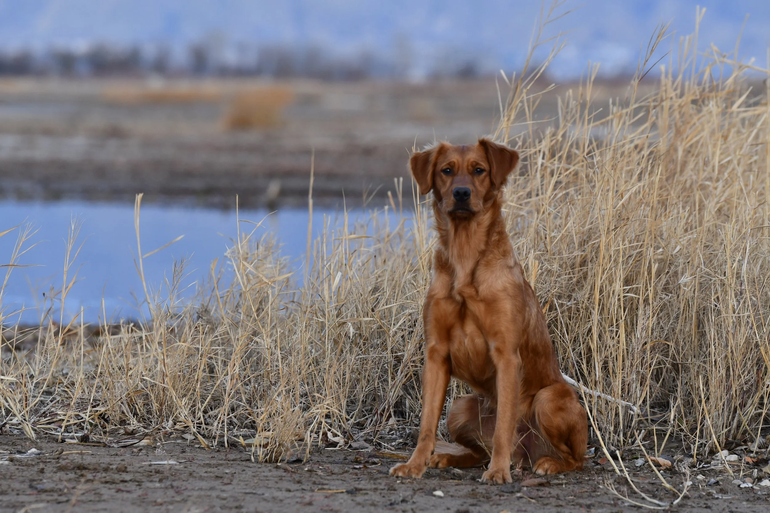 A brown dog sitting in tall dry grass near a body of water with a blurred background of trees and cloudy sky.