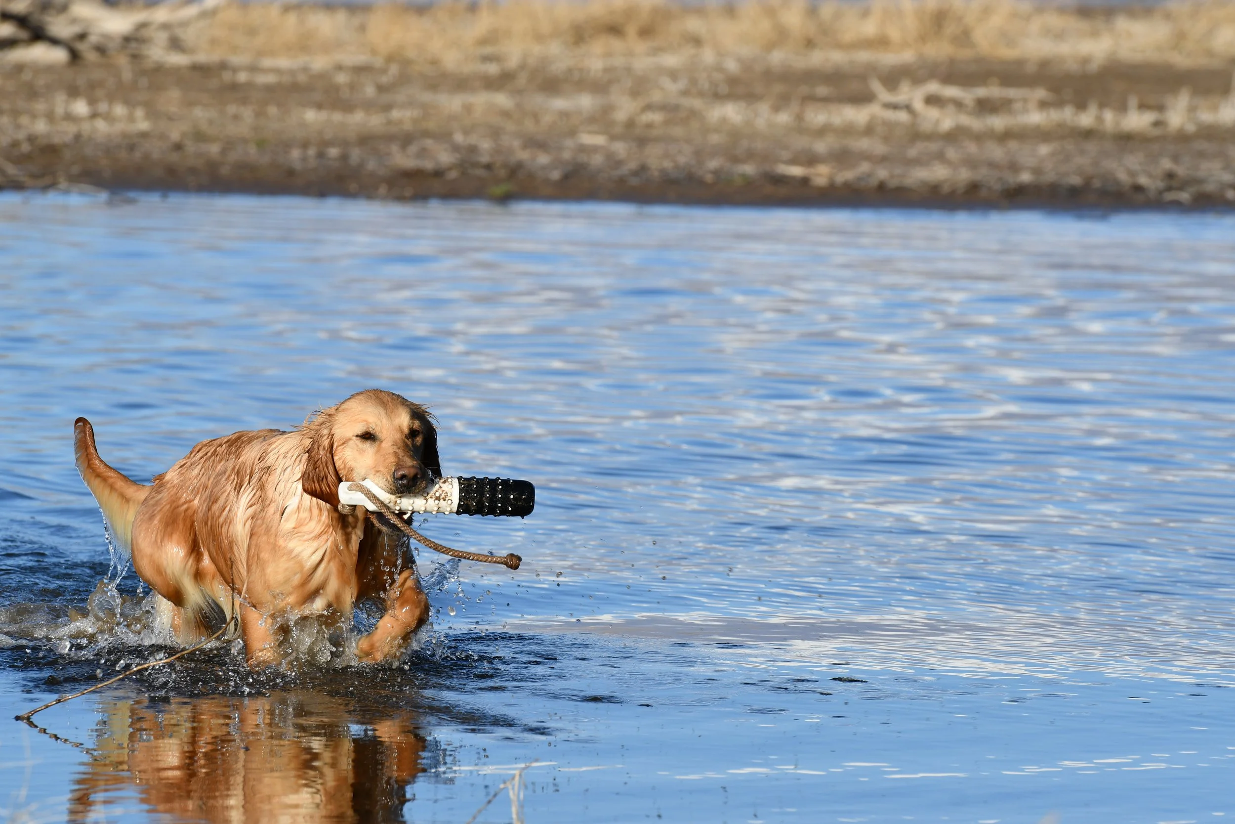 Golden retriever dog playing in water with a black toy in its mouth