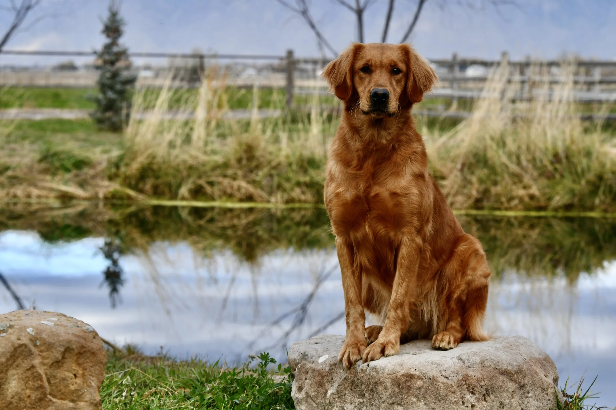 A golden retriever dog sitting on a rock near a body of water with rocks and grass in the foreground, and trees and a fence in the background.