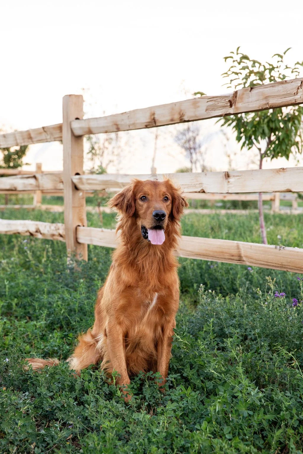 Golden retriever puppy sitting in green grass near a wooden fence with trees and sky in the background.