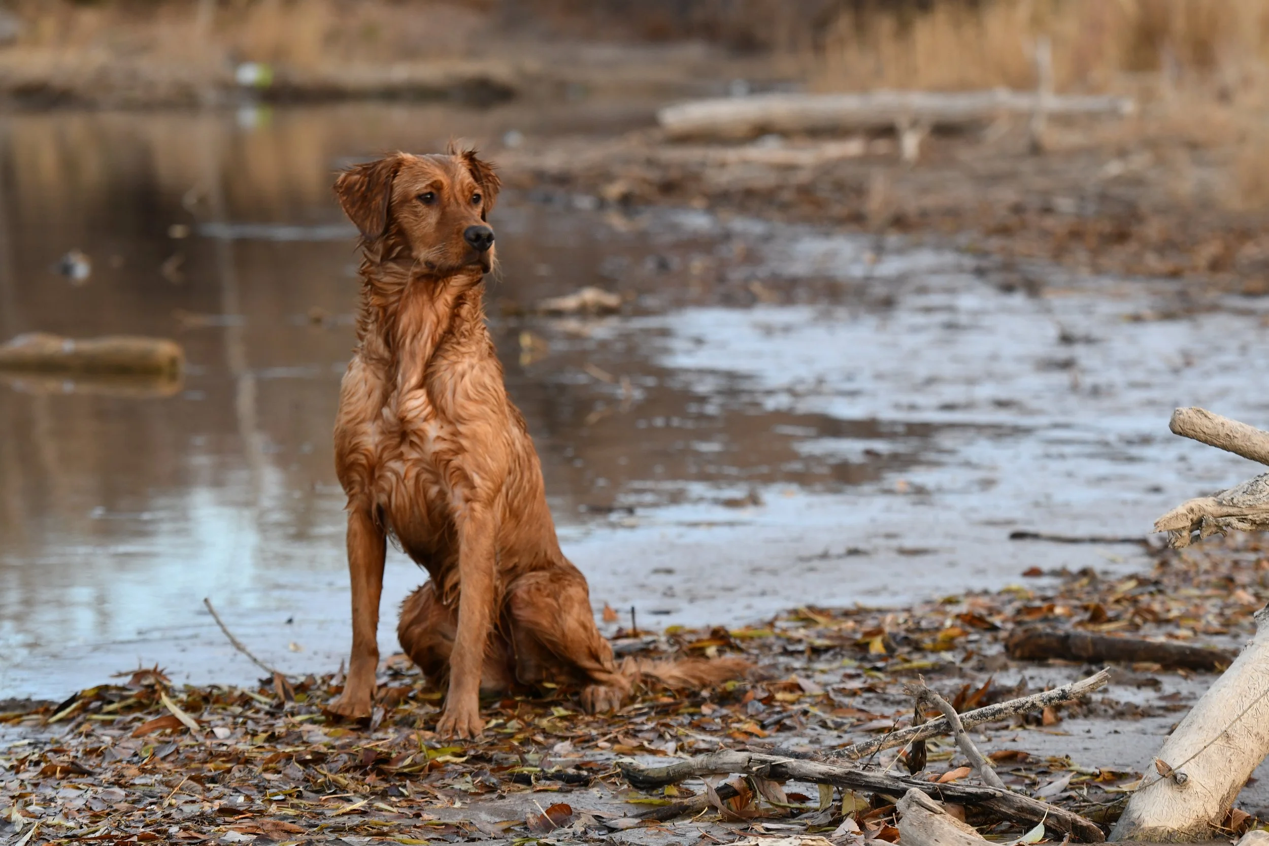 A brown dog sitting on a leaf-covered ground near a body of water, with a natural, wooded background.